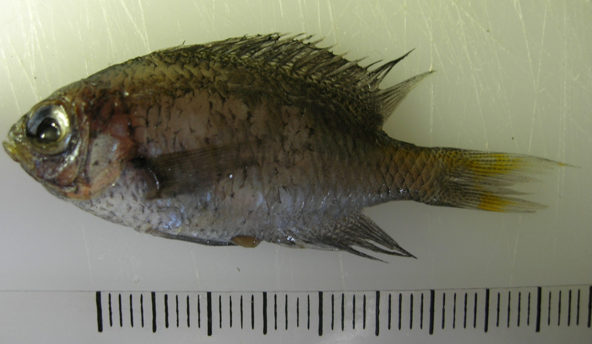 Bluespotted chromis (Chromis dasygenys) — Pomacentridae — 2