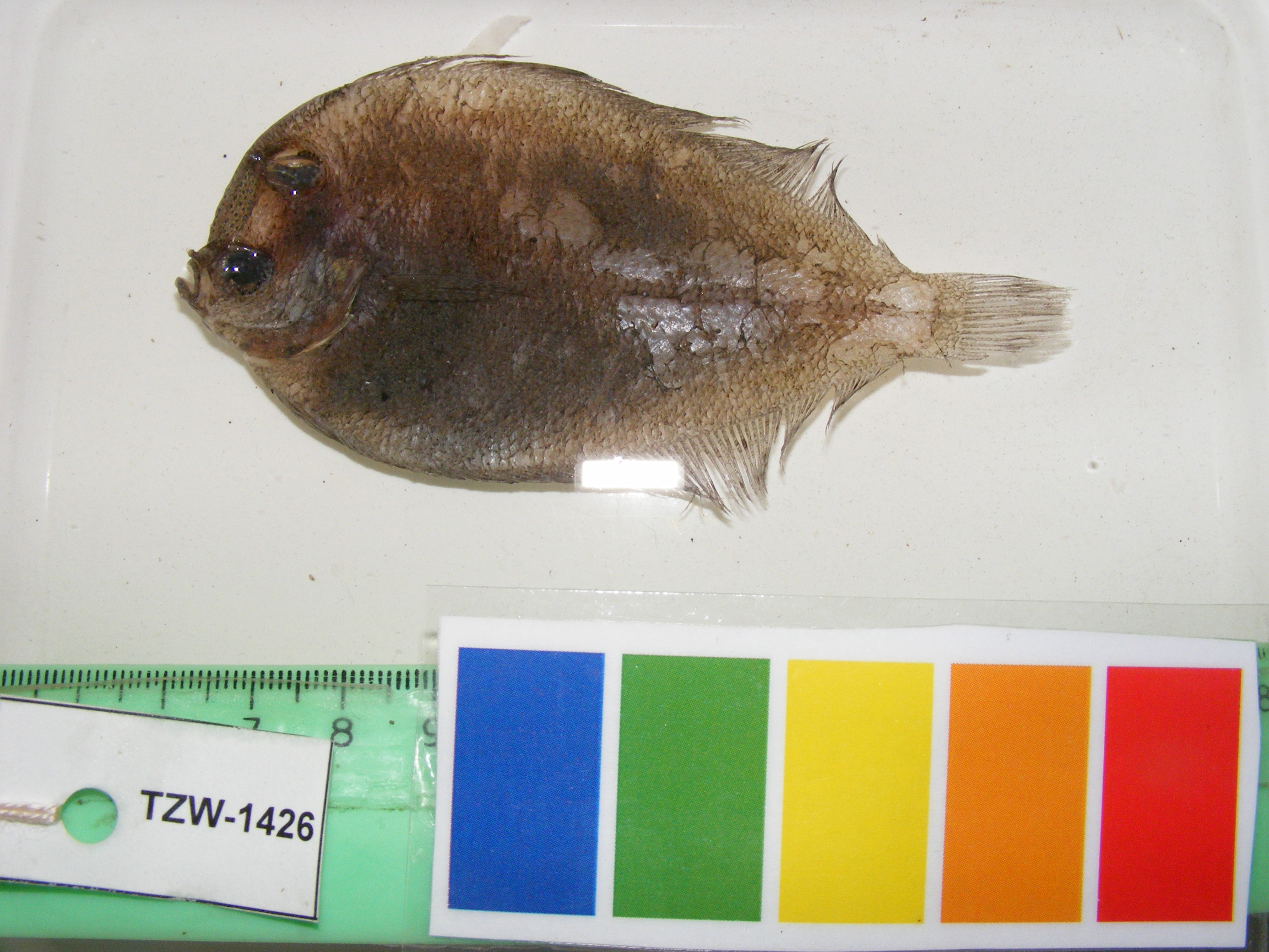 Highsnout flounder (Crossorhombus valderostratus) — Bothidae