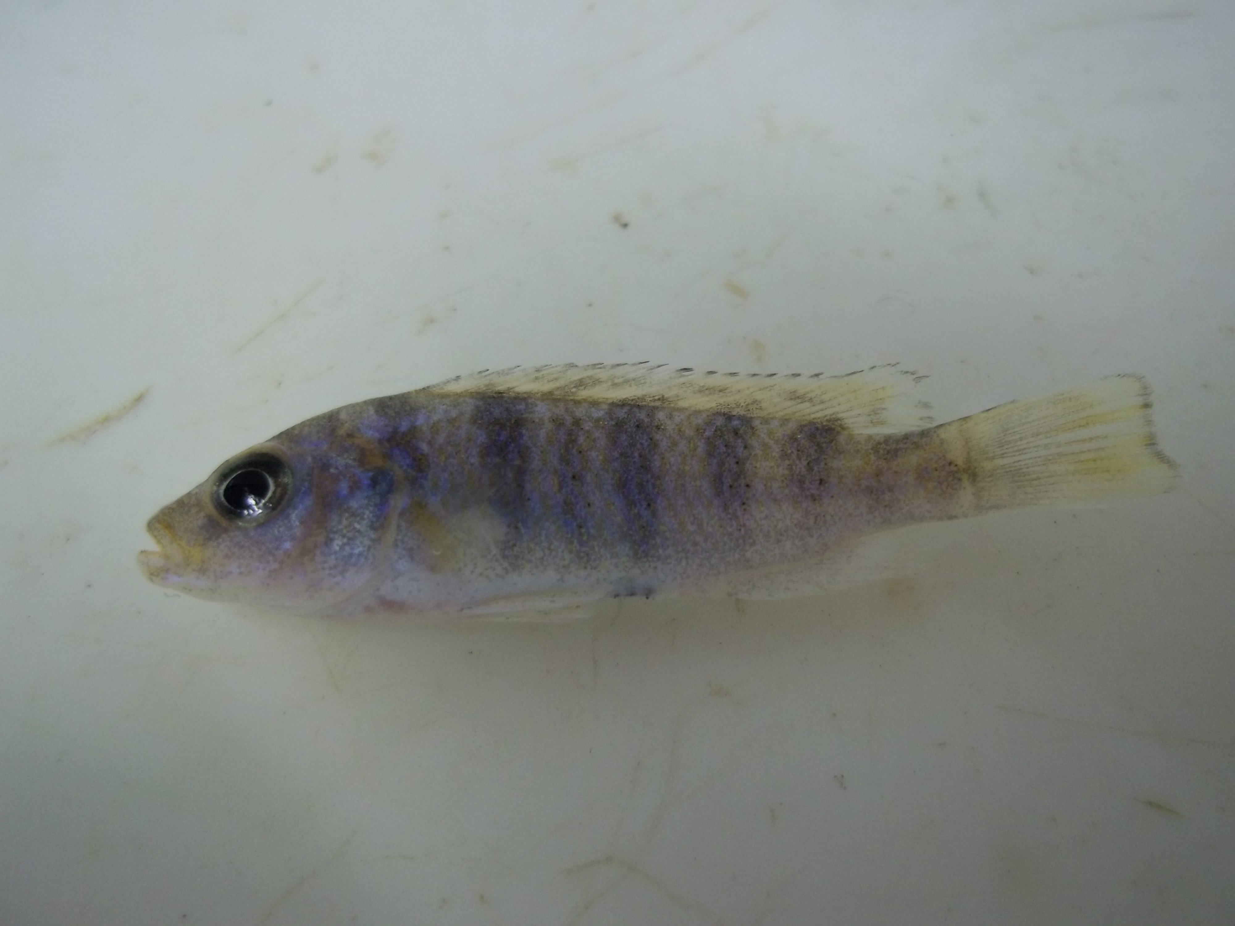 Dikbek-cichlide (Placidochromis milomo) — Cichlidae