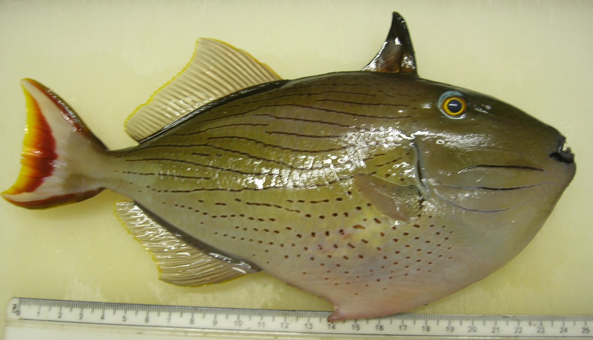 Striped triggerfish (Xanthichthys lineopunctatus) — Balistidae — 4