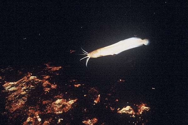 Cave catfish (Clarias cavernicola) — Clariidae