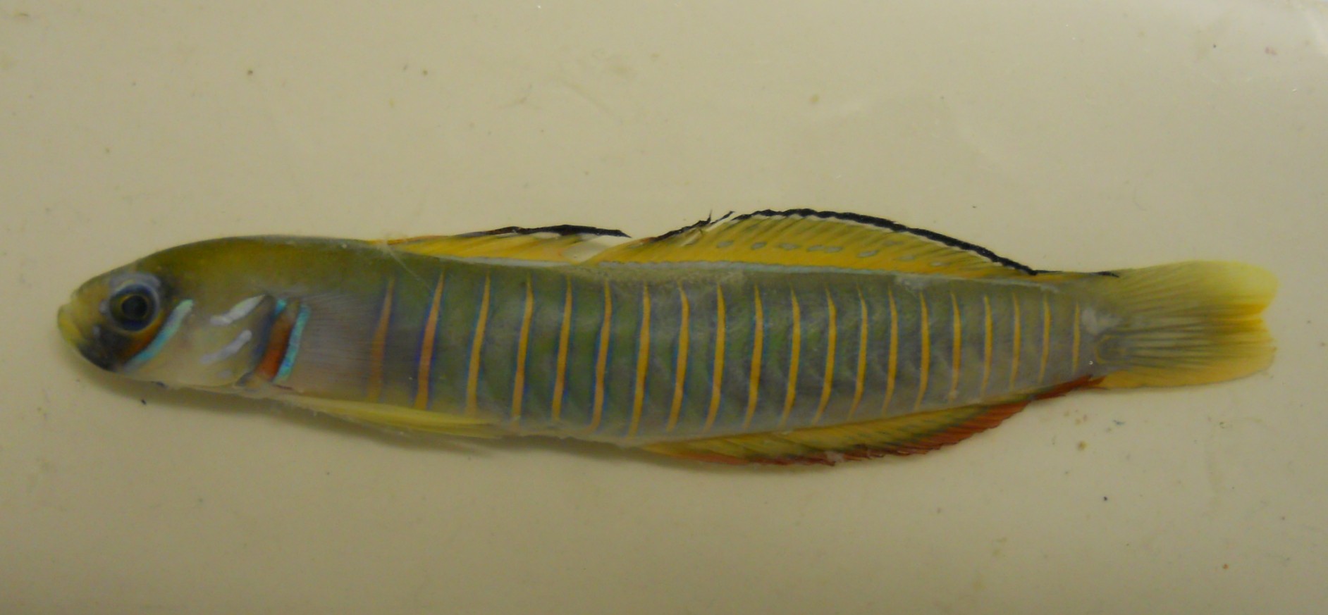 Zebra-pijlgrondel (Ptereleotris zebra) — Microdesmidae — 2