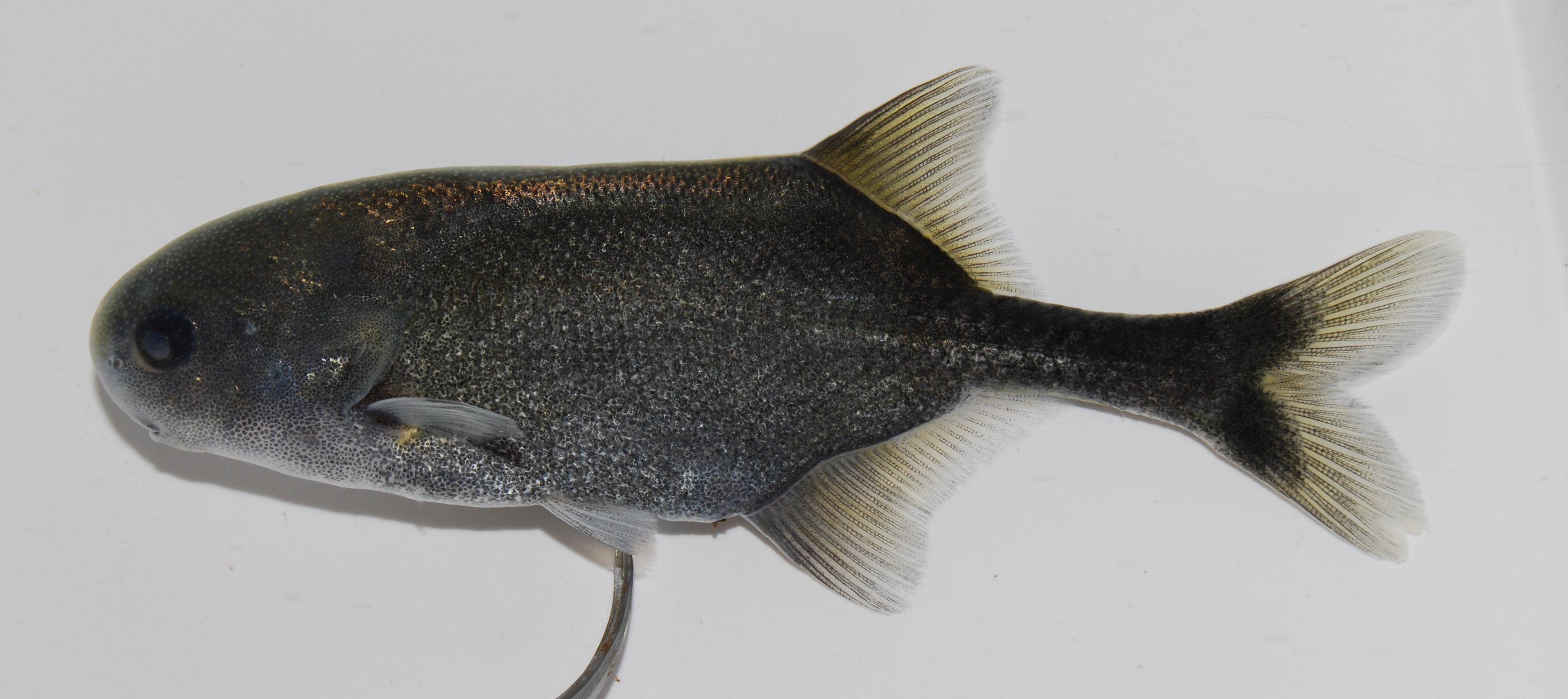 Churchill-snuitvis (Petrocephalus catostoma) — Mormyridae — 4
