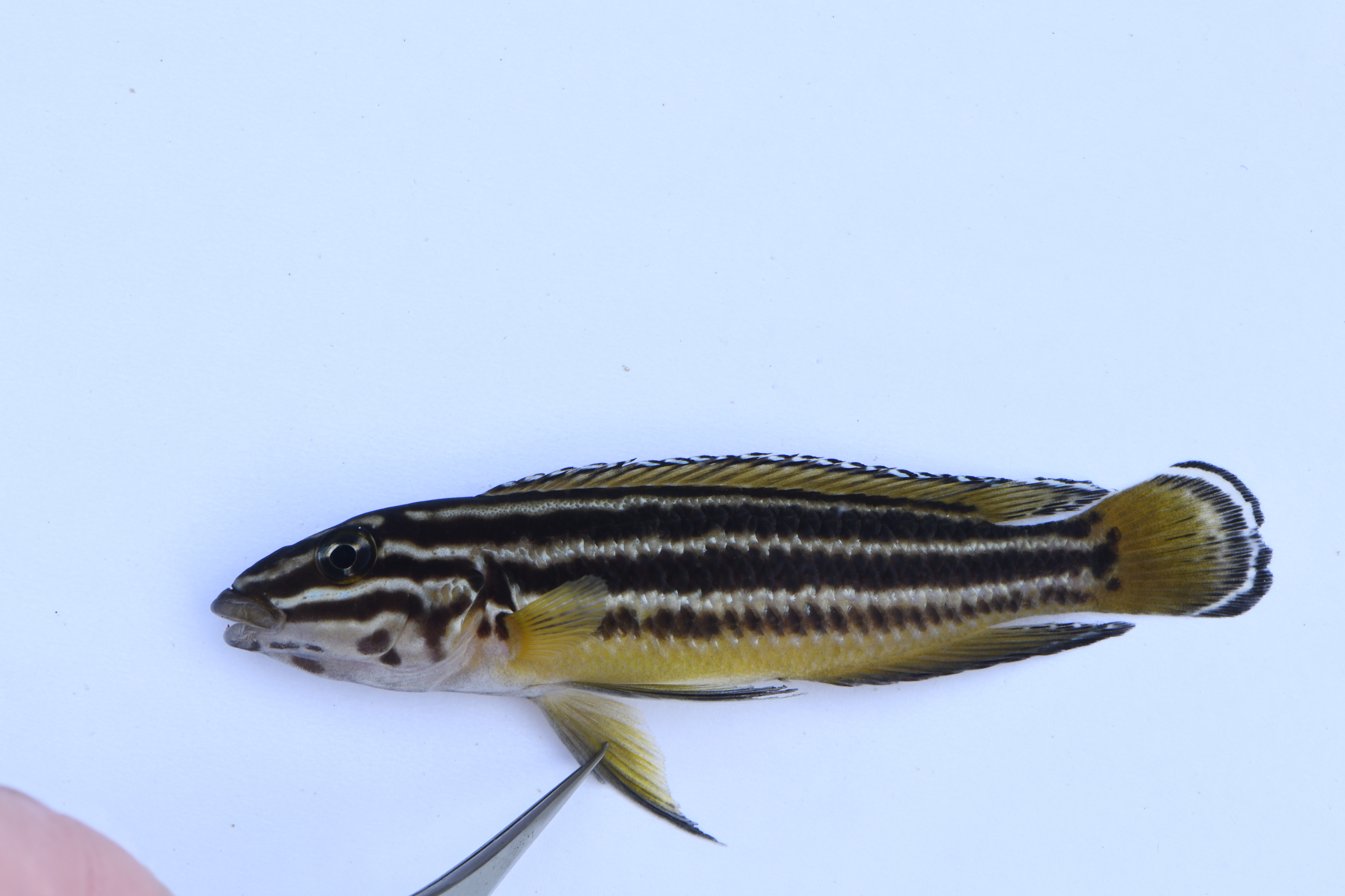 Julidochromis regani