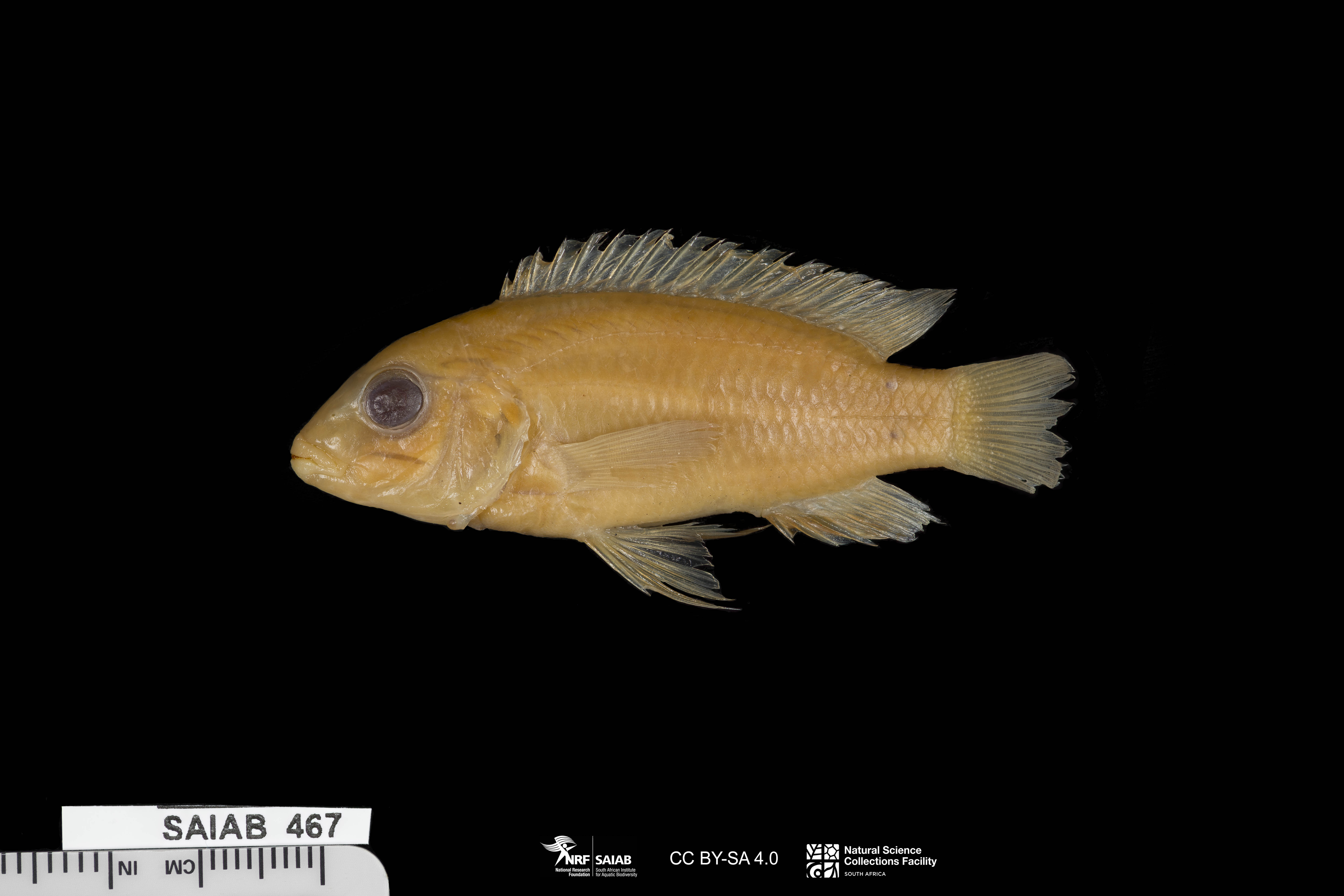Mylodon mbuna (Labidochromis mylodon) — Cichlidae