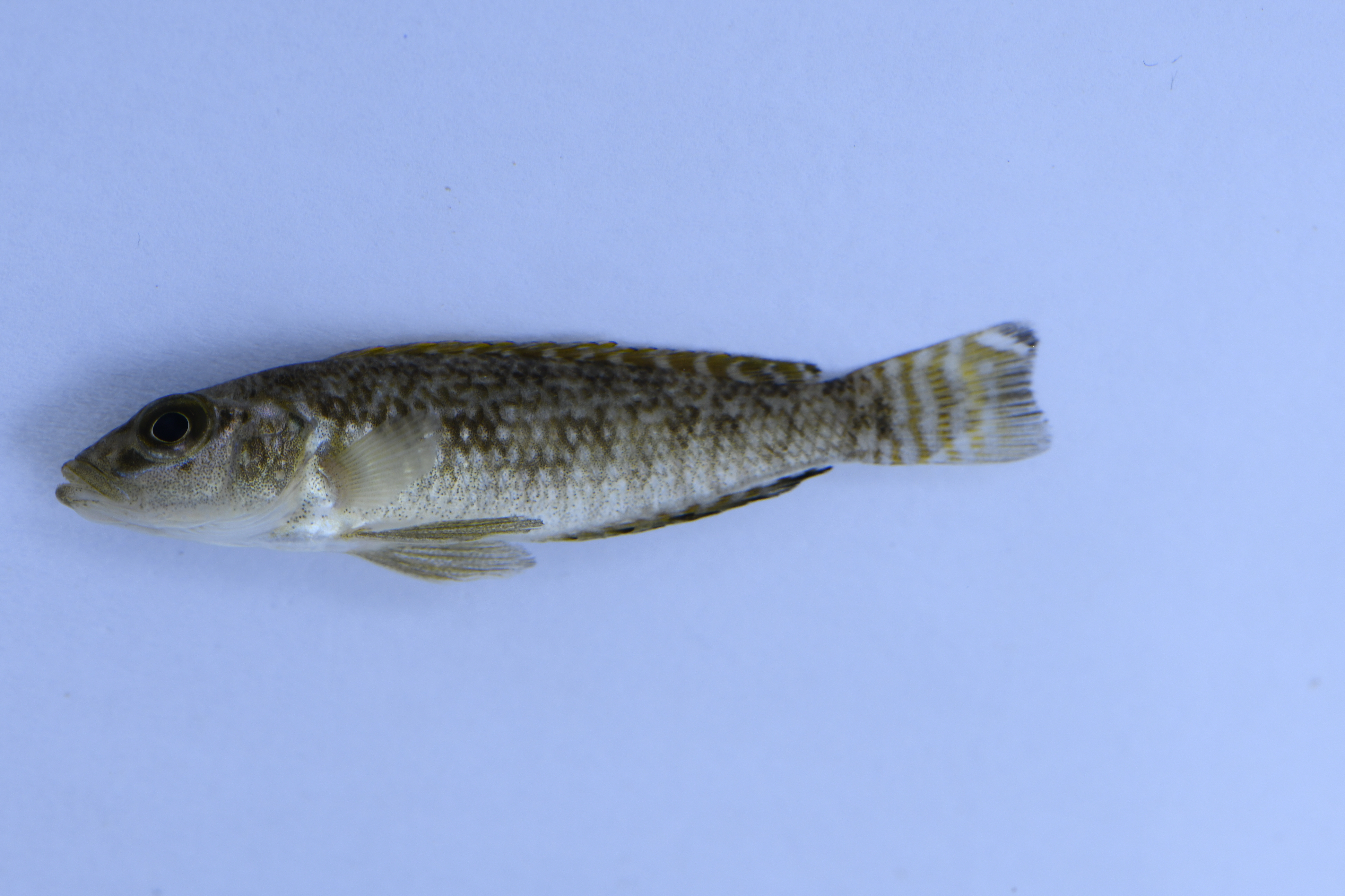 Lamprologus callipterus
