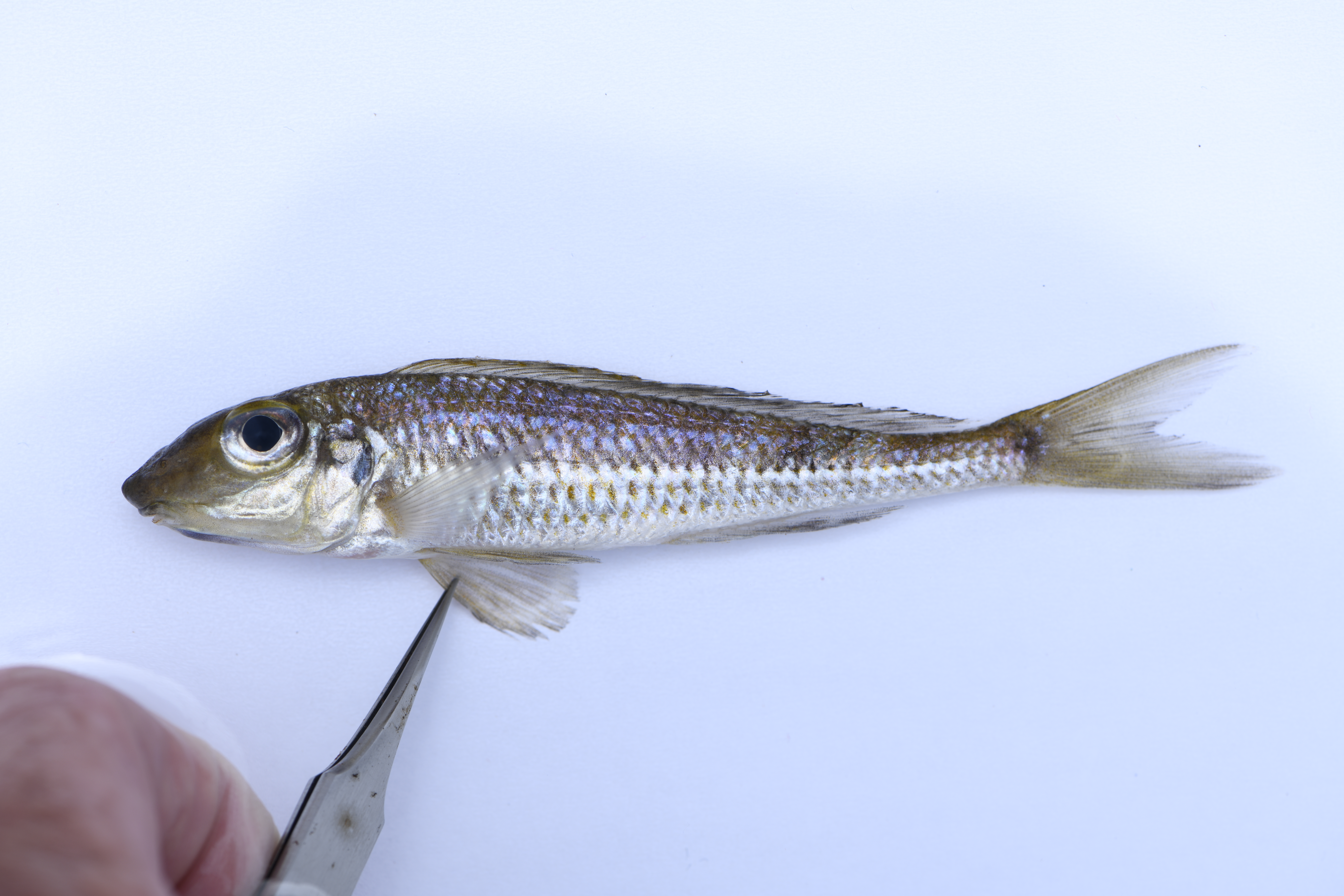 Xenotilapia leptura
