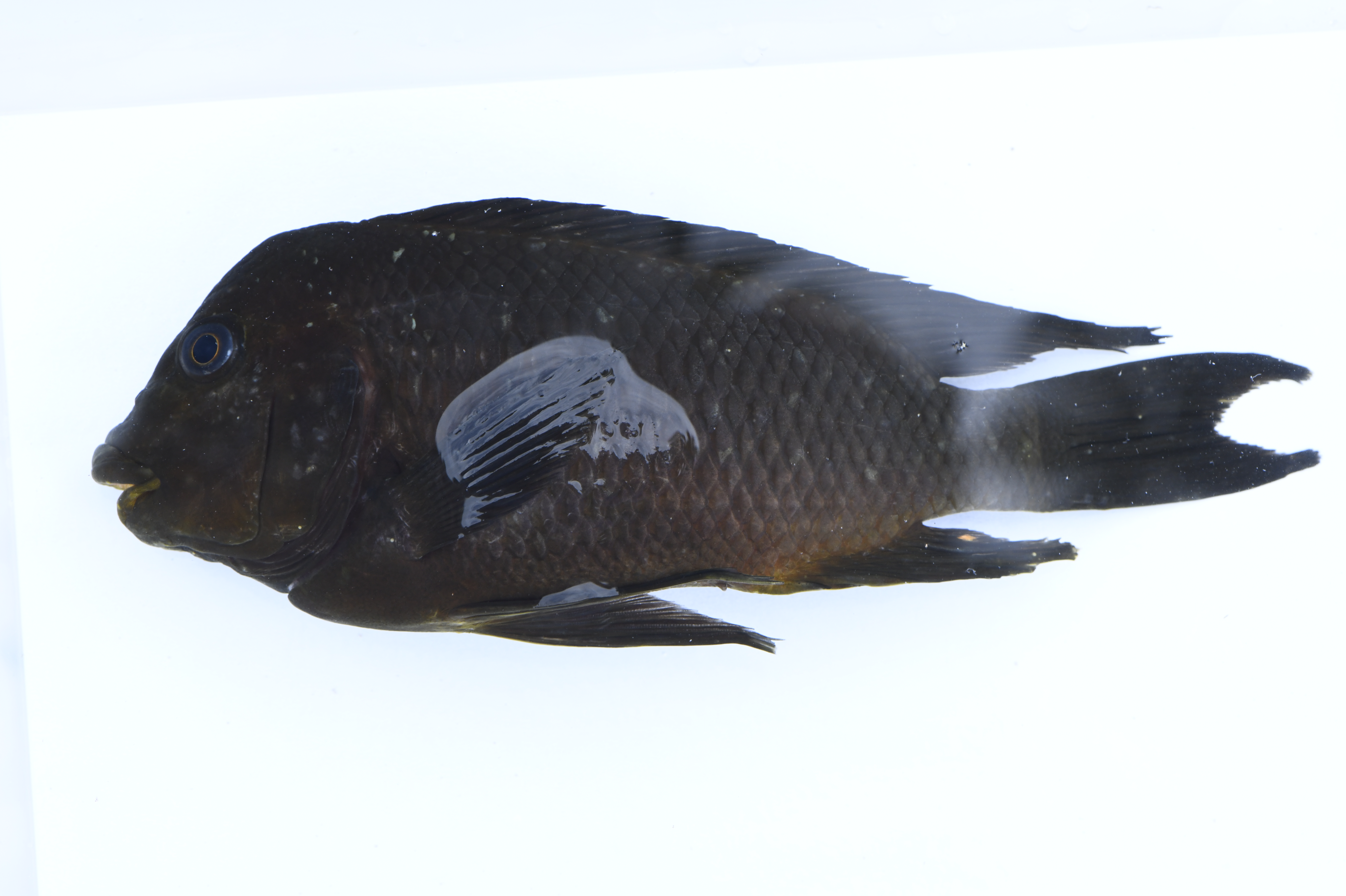 Petrochromis trewavasae