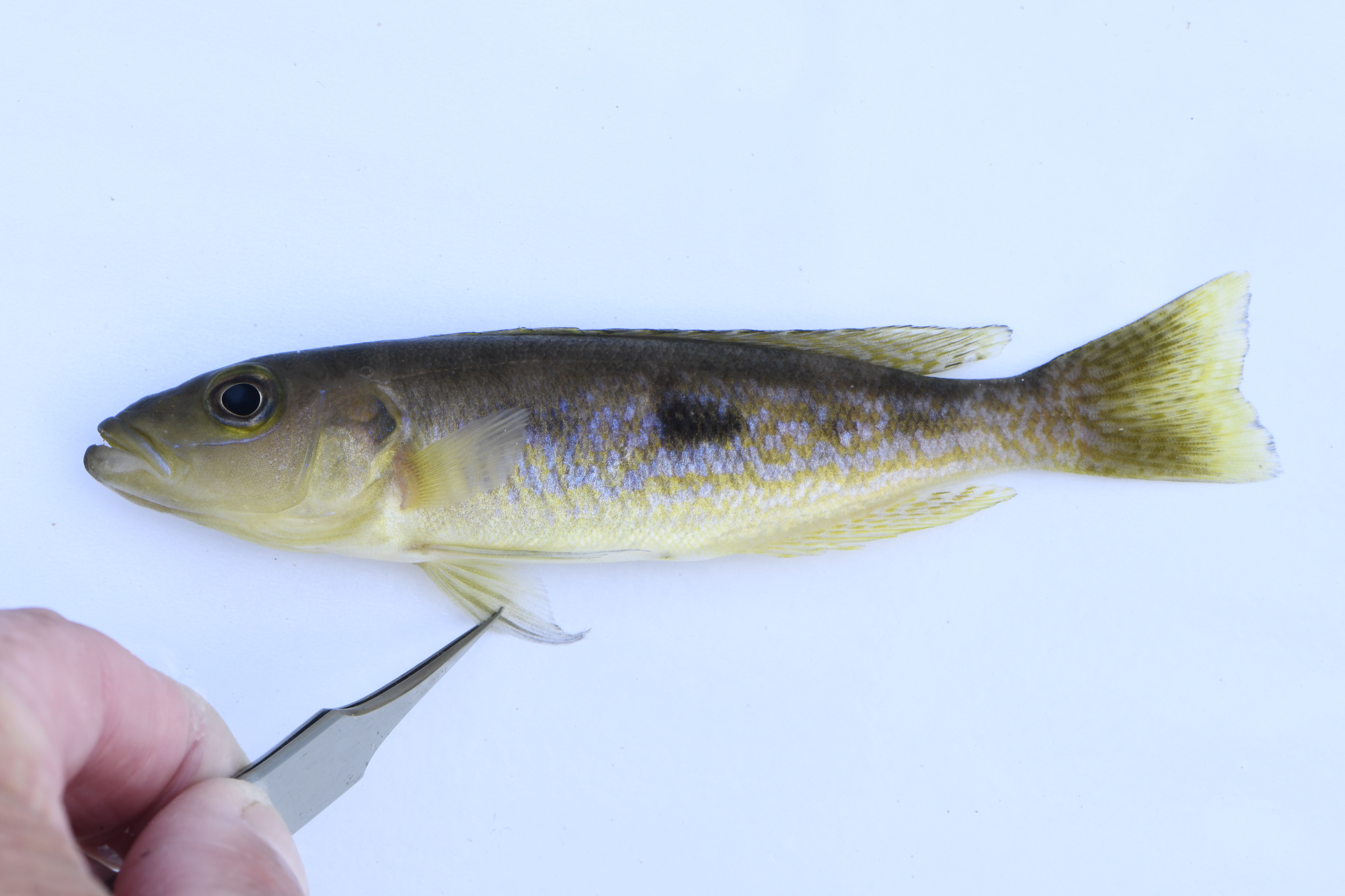 Slender lamprologus (Lepidiolamprologus attenuatus) — Cichlidae — 2