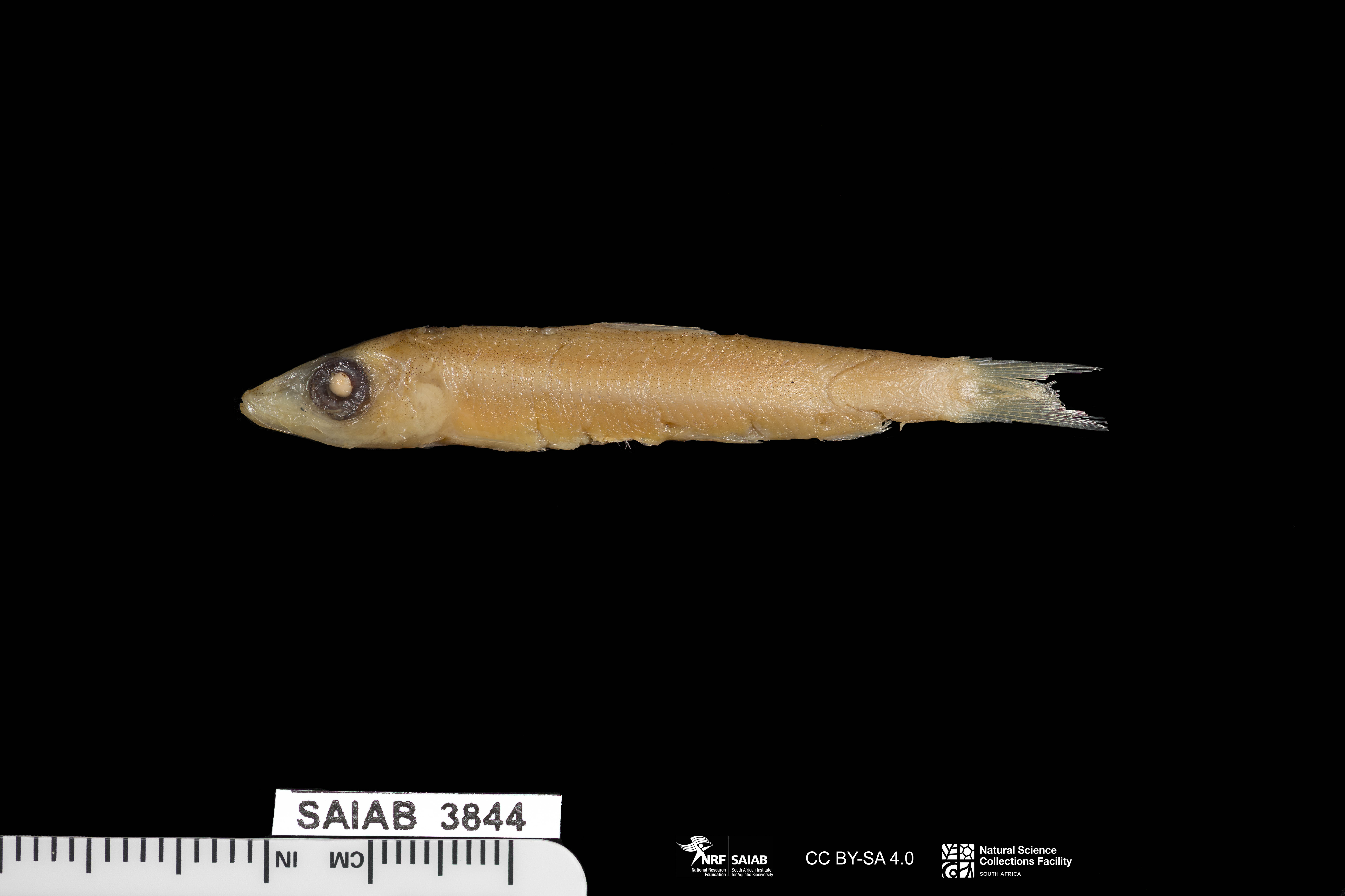 Redeye (Etrumeus whiteheadi) — Dussumieriidae — 2