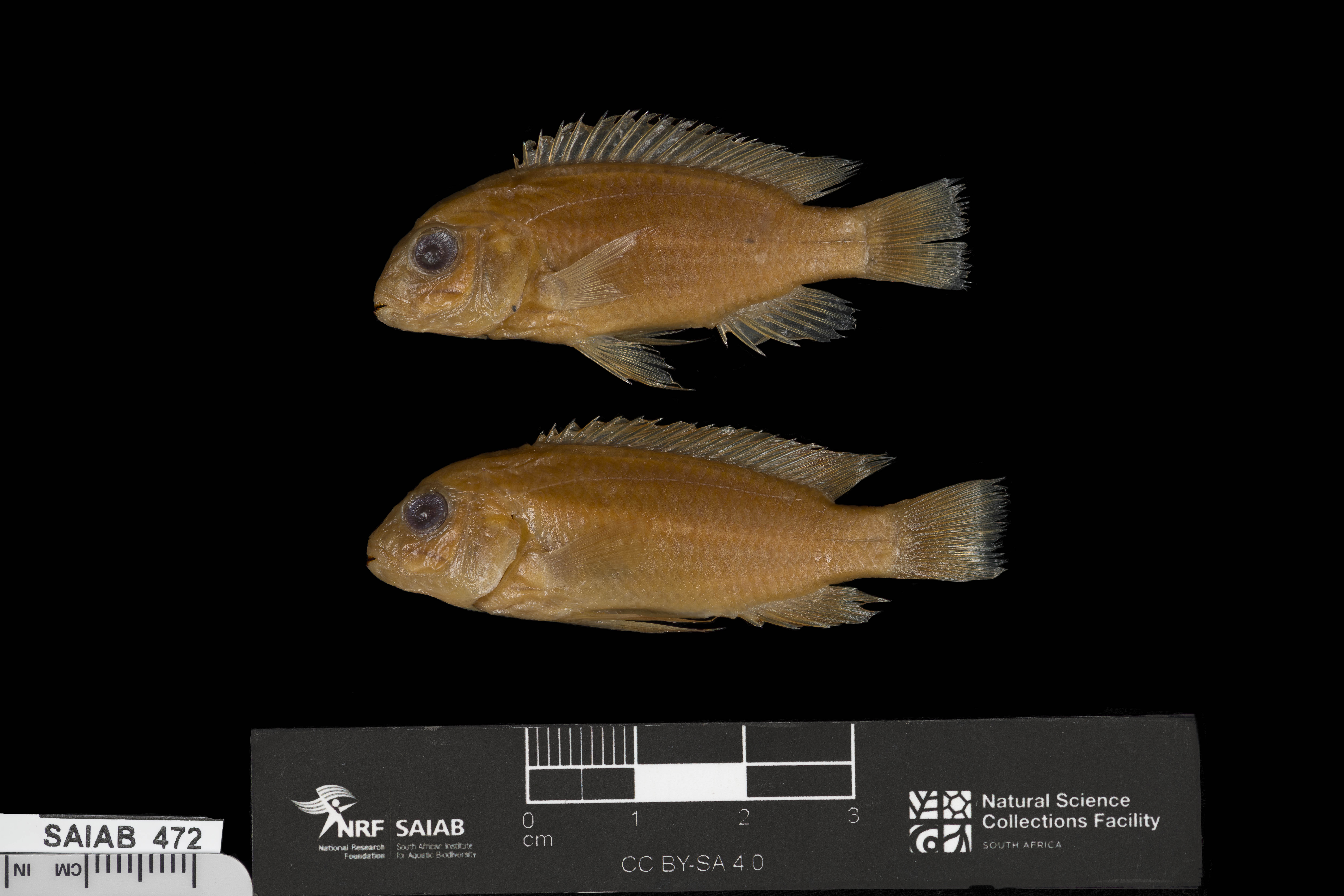 Heterodon mbuna (Labidochromis heterodon) — Cichlidae