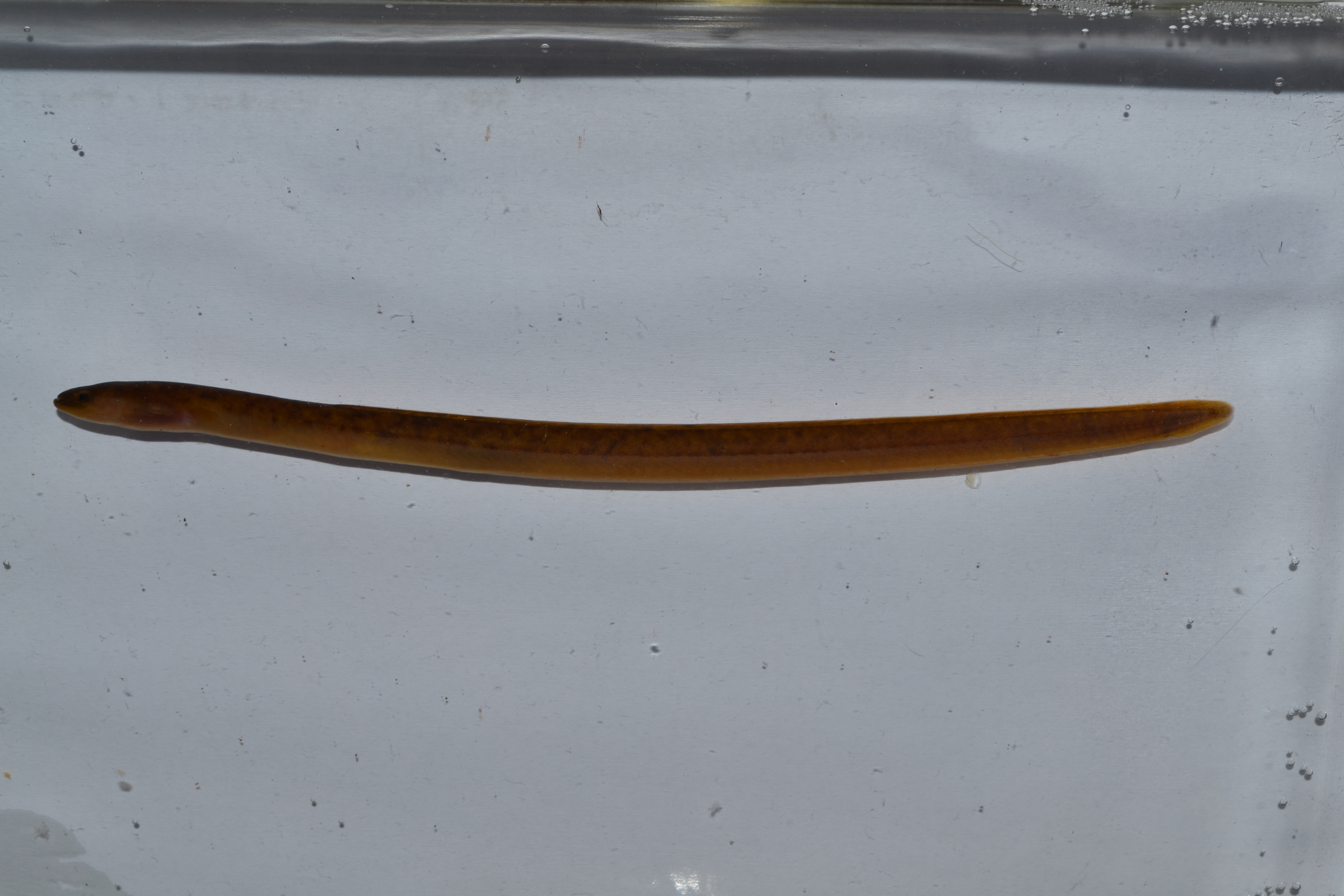 Indian mottled eel (Anguilla bengalensis) — Anguillidae — 5