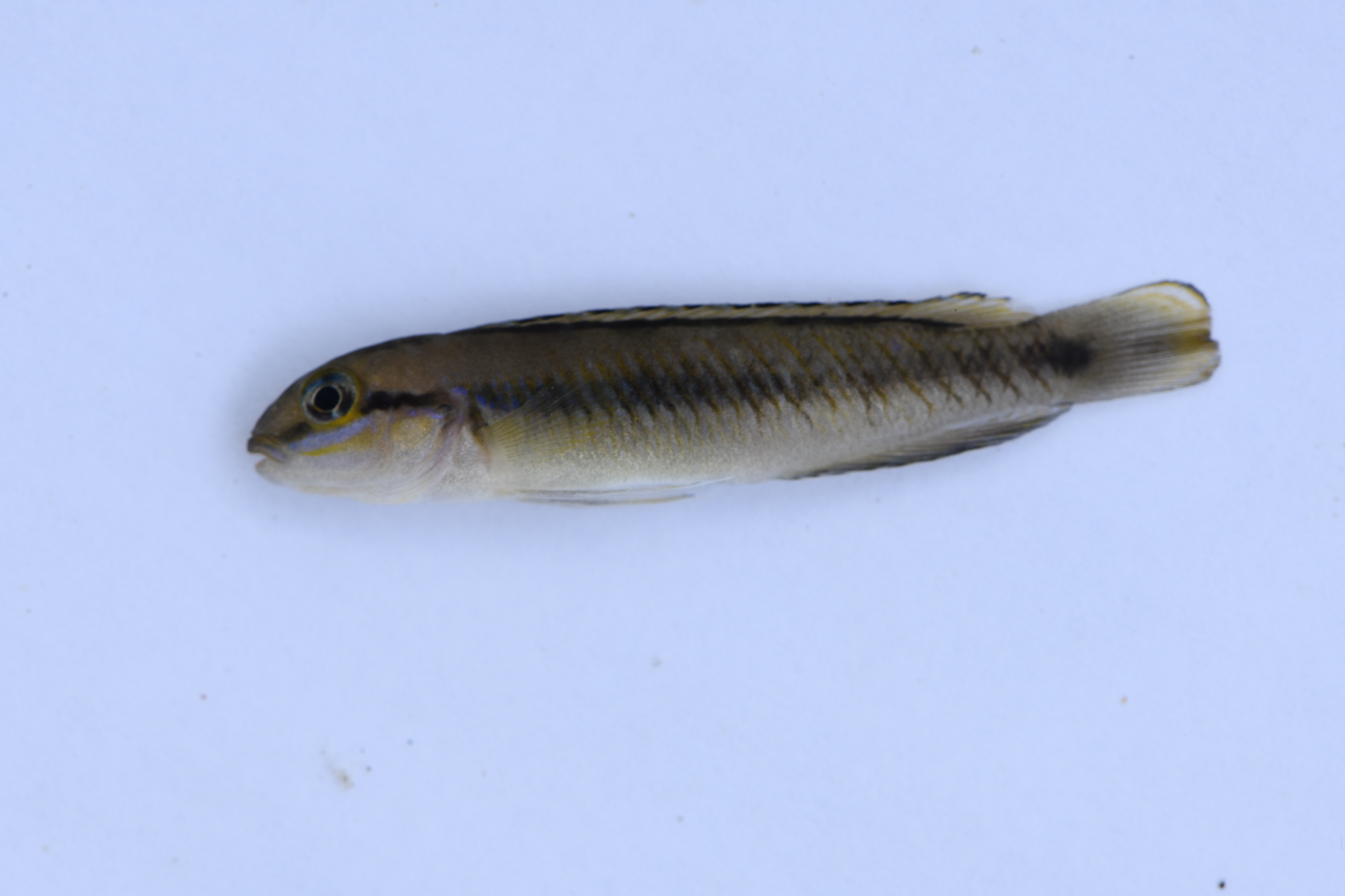 Telmatochromis vittatus