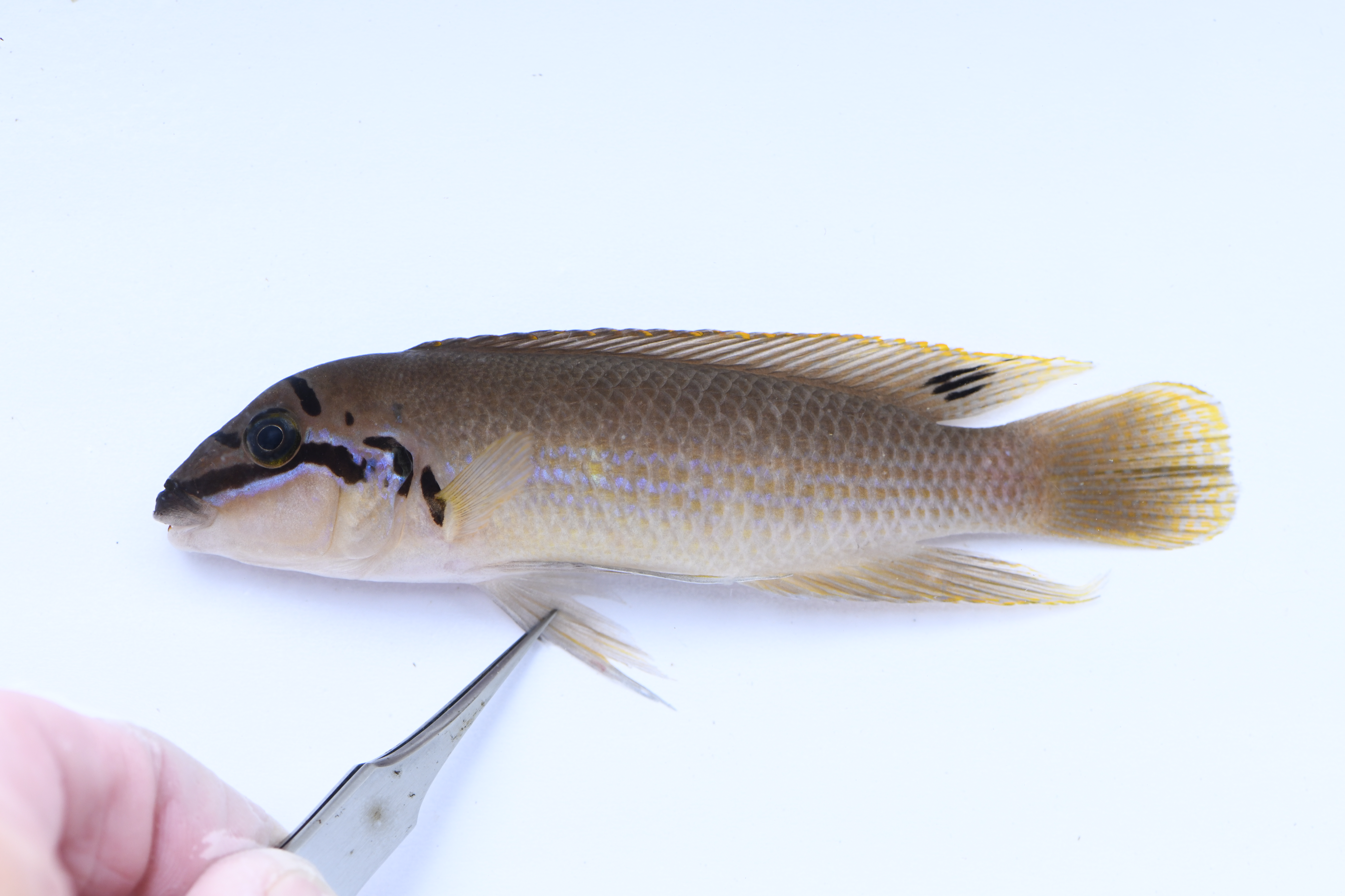 Chalinochromis brichardi