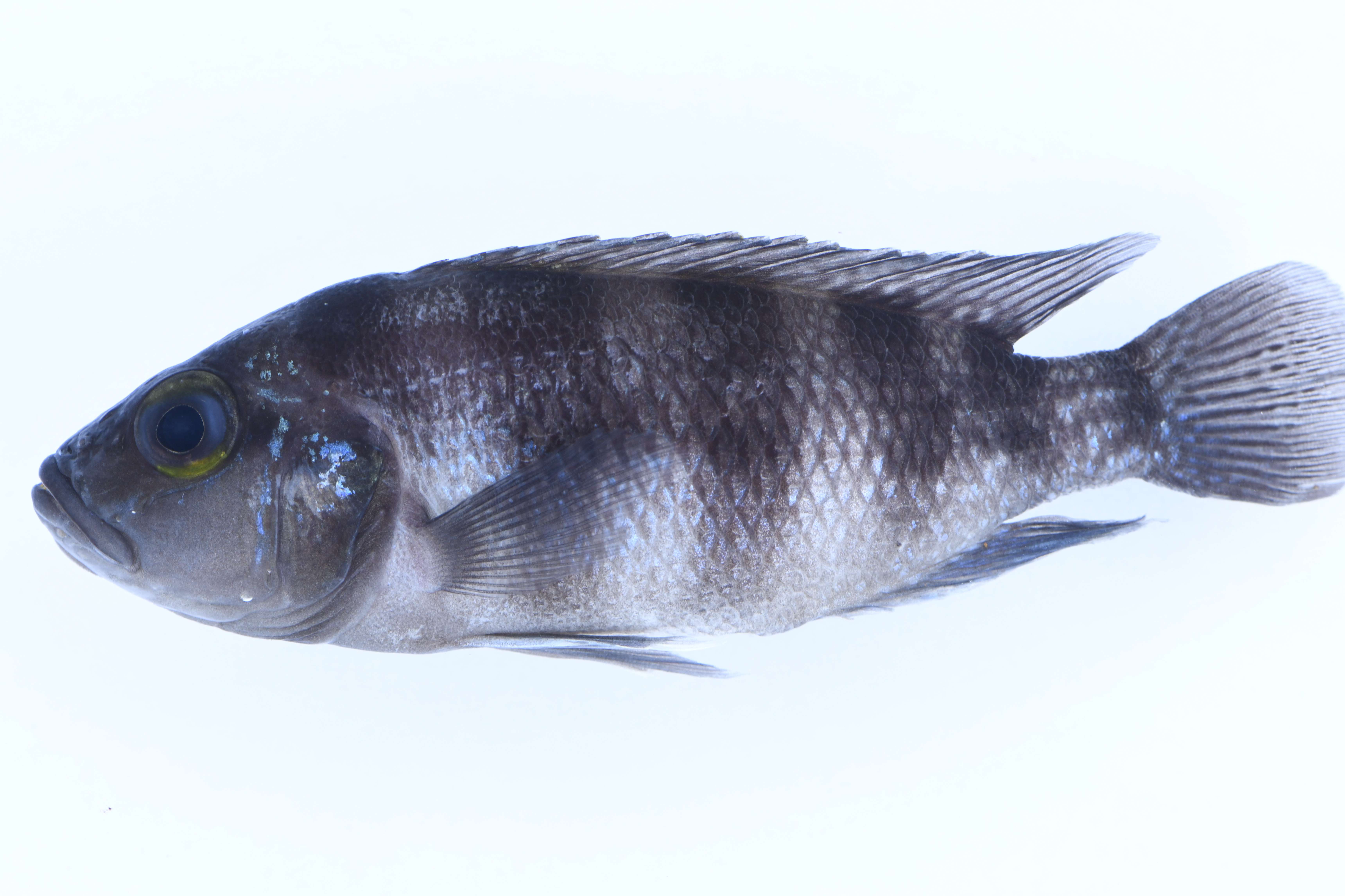 Neolamprologus sexfasciatus