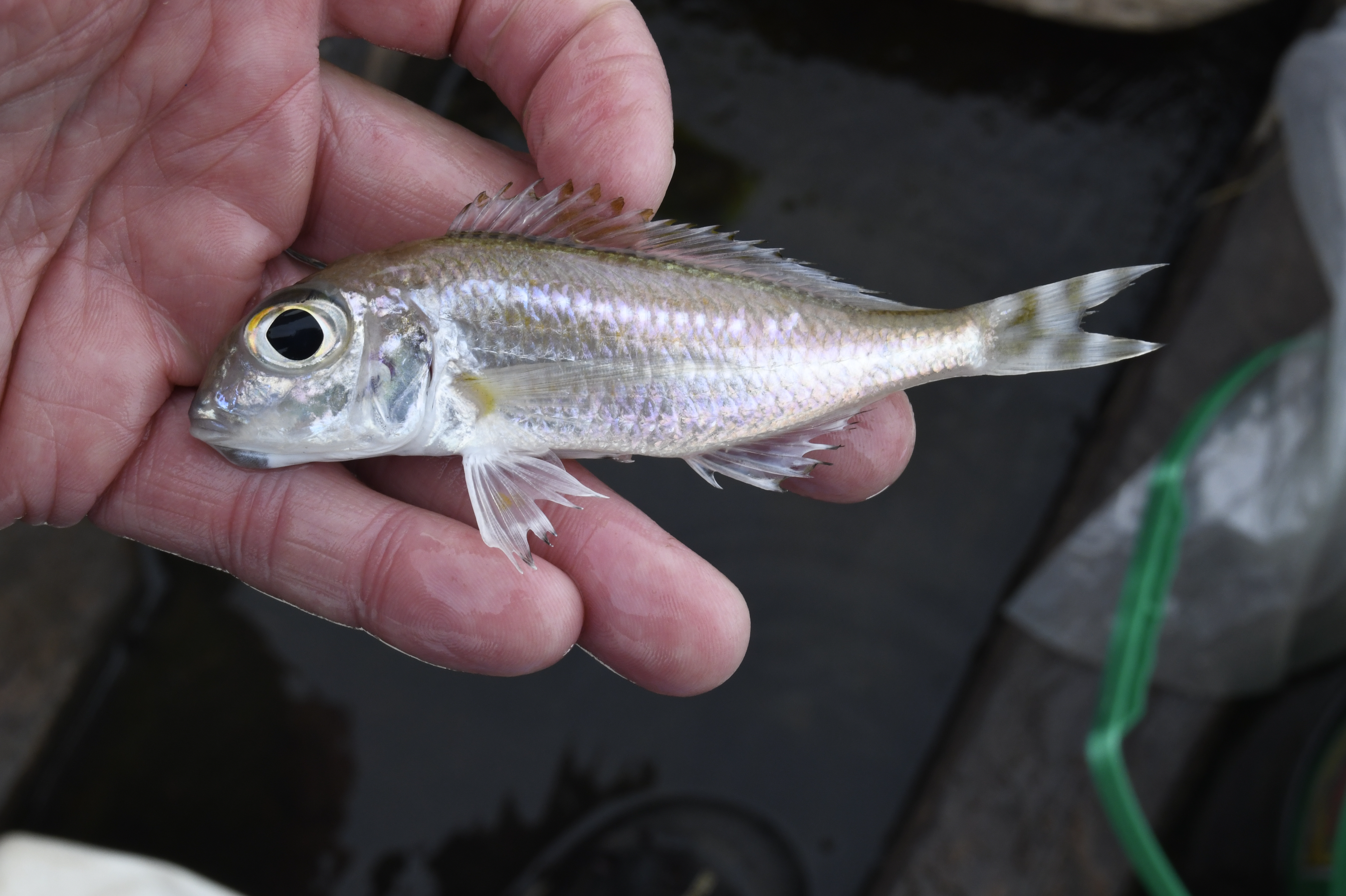 Xenotilapia caudafasciata