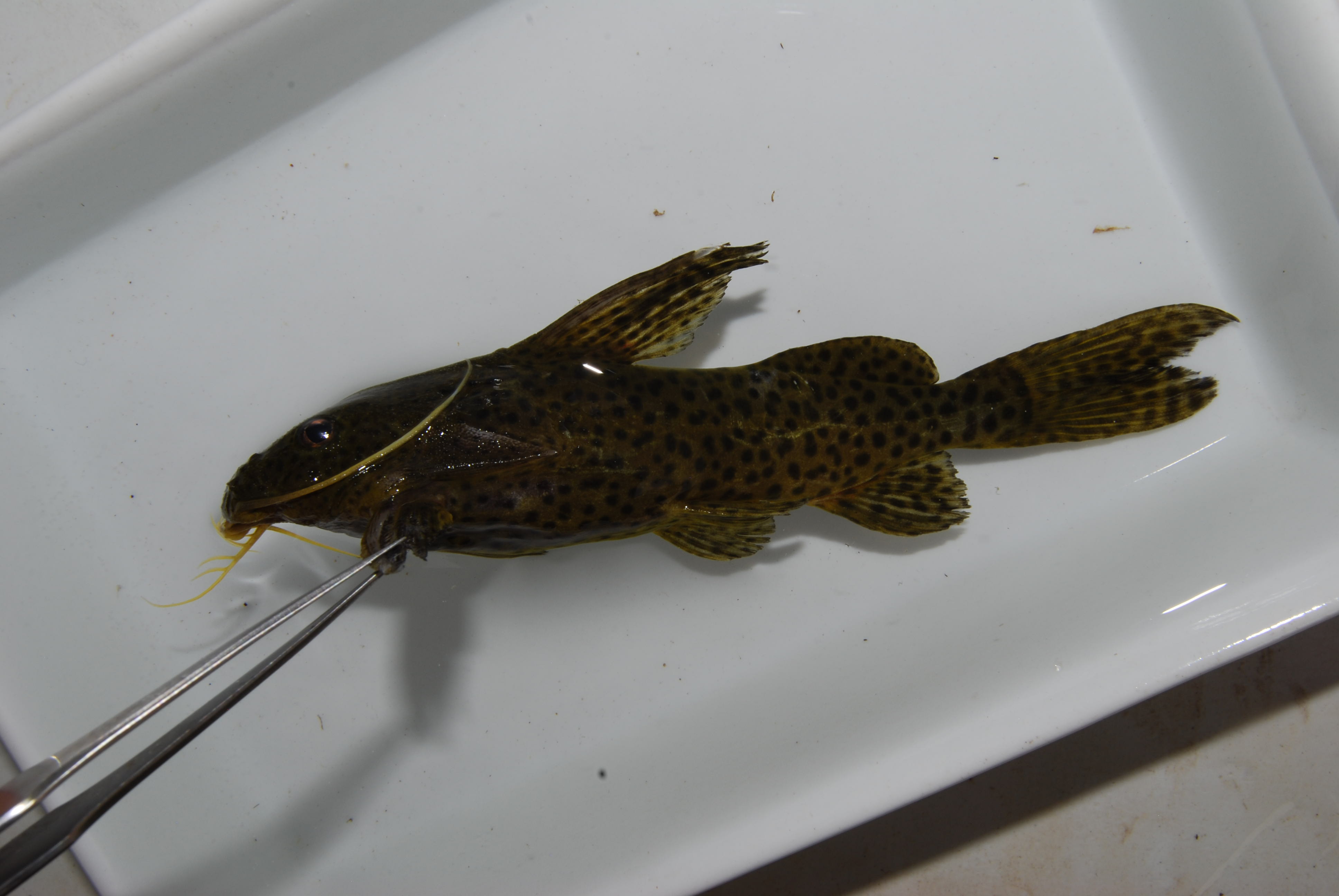 Blackspotted squeaker (Synodontis nigromaculatus) — Mochokidae — 5