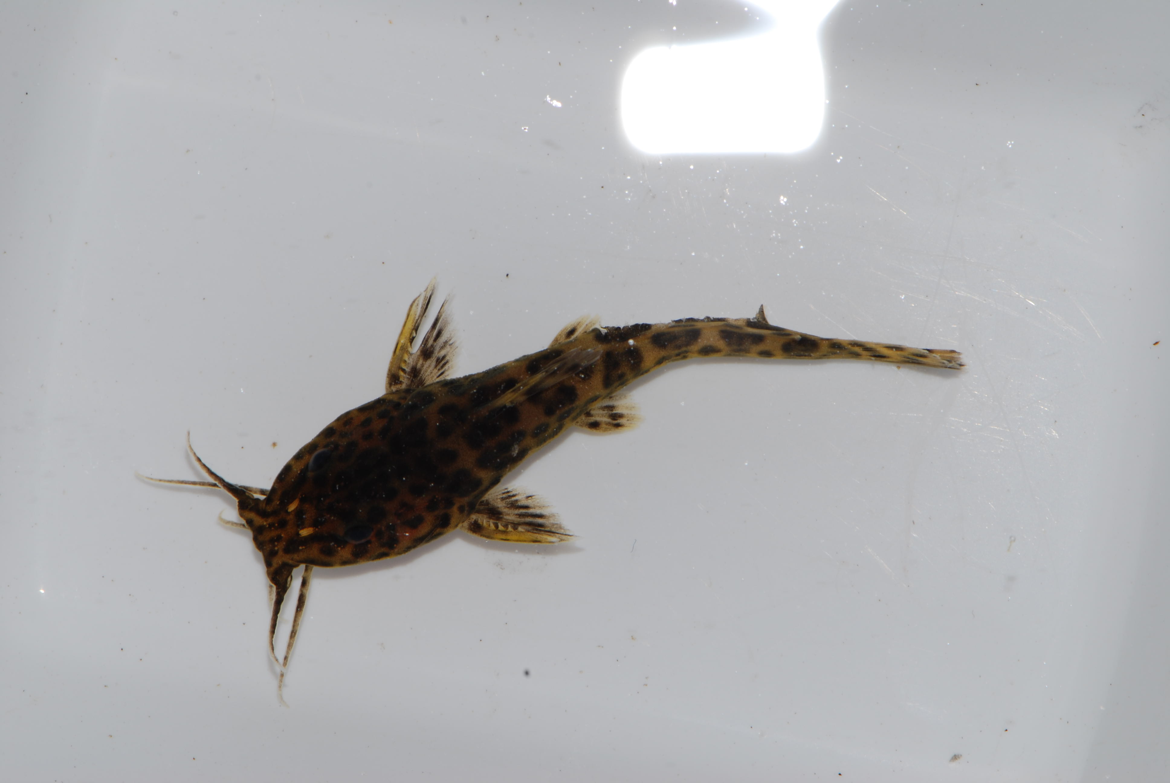 Zambezi grunter (Parauchenoglanis ngamensis) — Claroteidae — 3