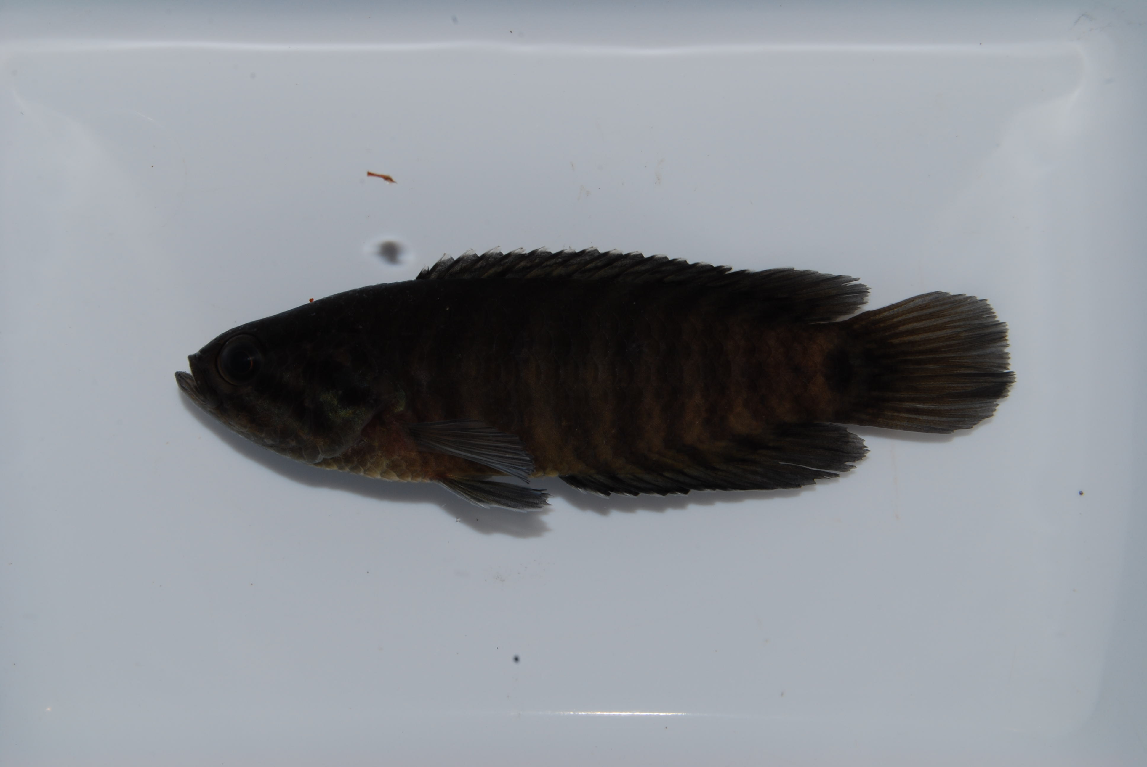 Blackspot climbing perch (Microctenopoma intermedium) — Anabantidae — 2