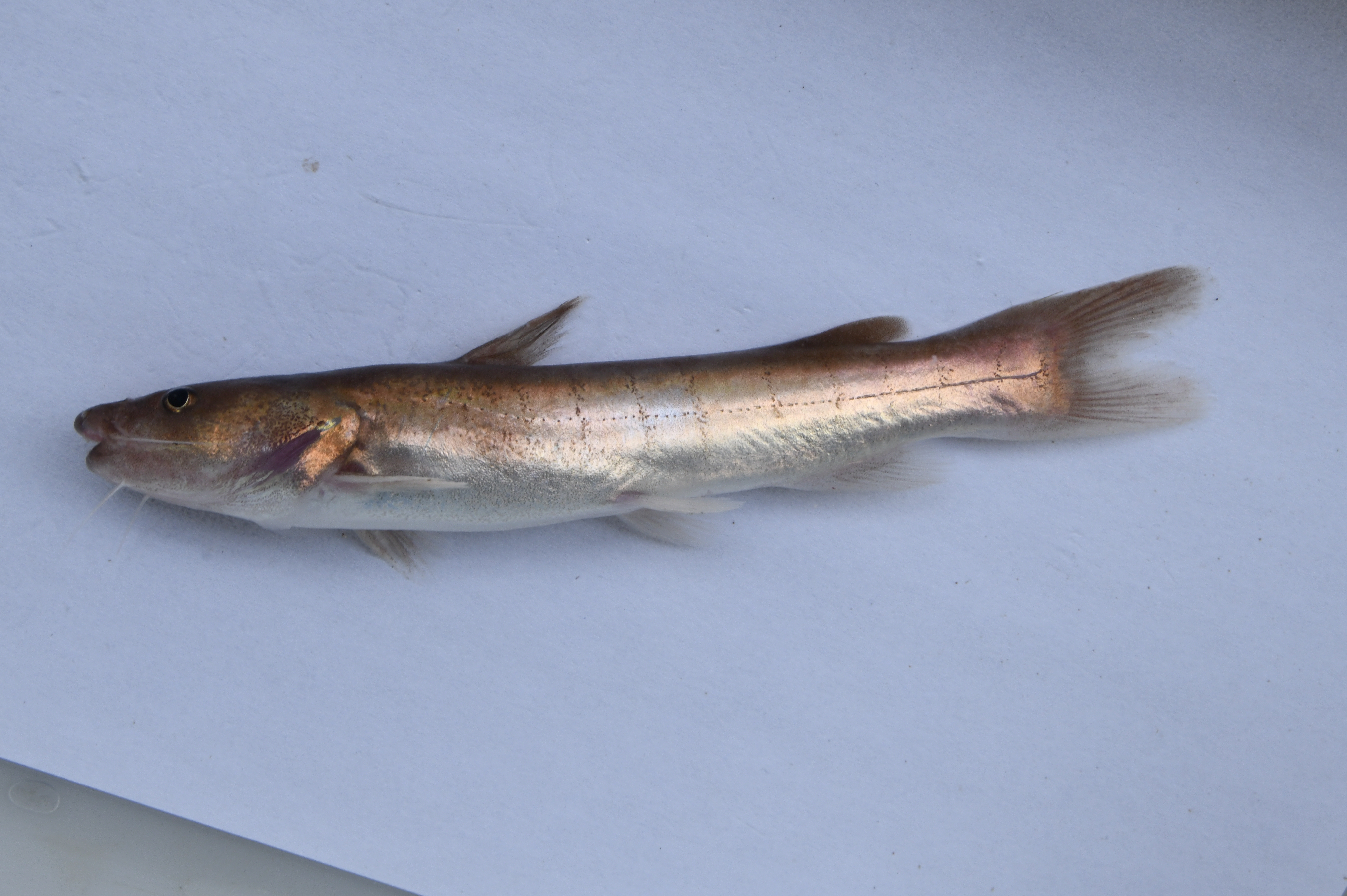 Tanganyika claroteid catfish (Bathybagrus tetranema) — Claroteidae