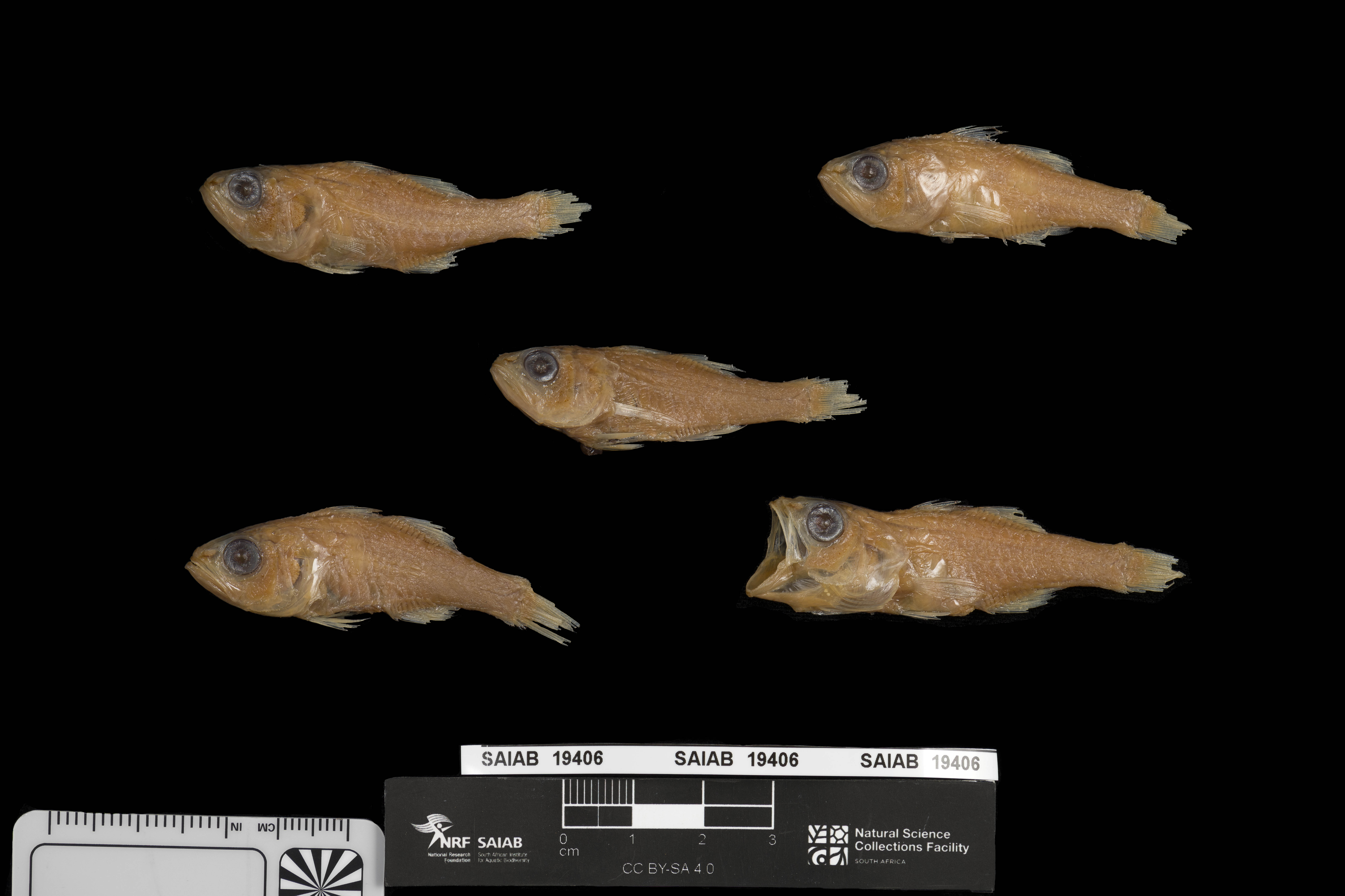 Whitethroat cardinalfish (Ostorhinchus gularis) — Apogonidae — 4