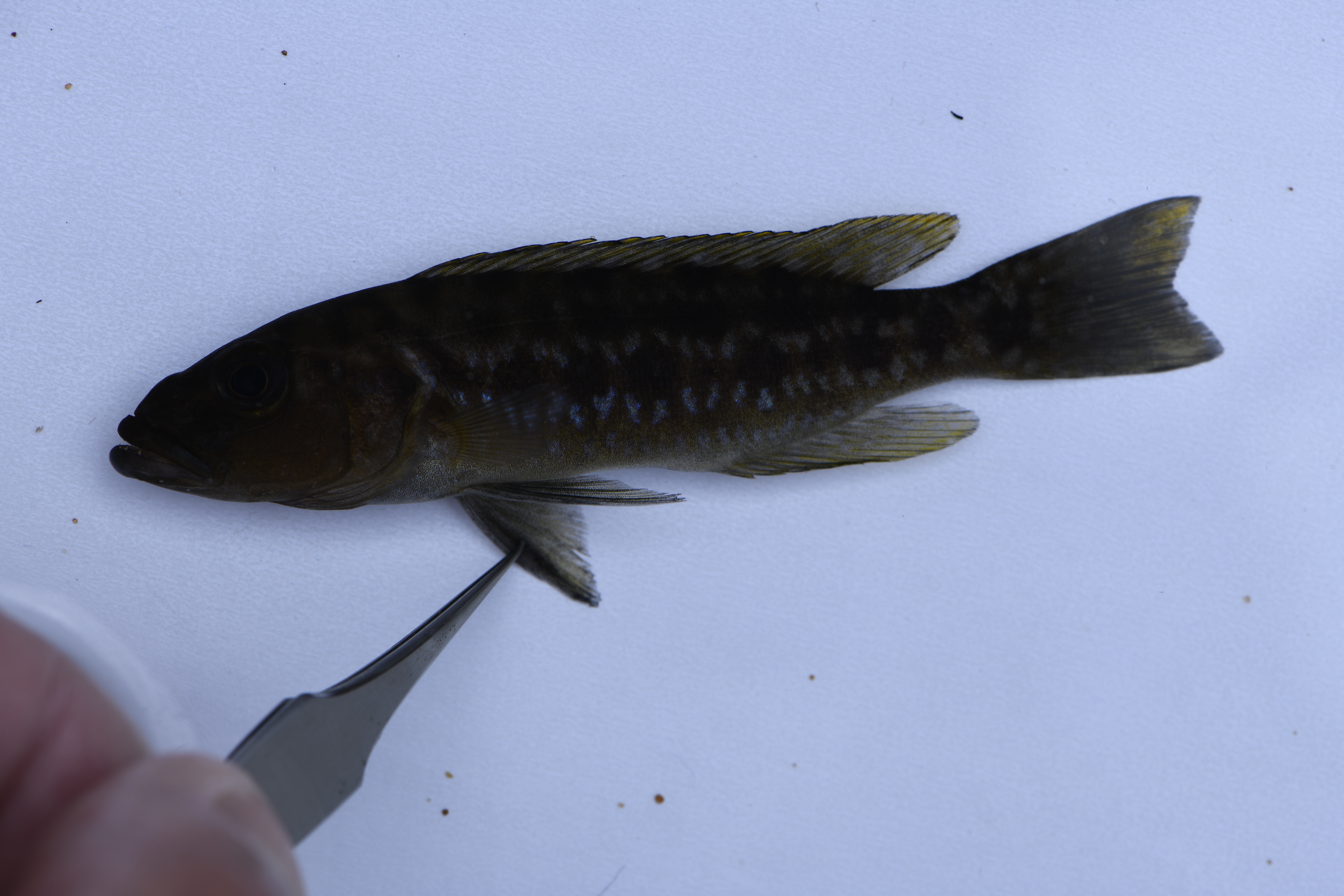 Lepidiolamprologus elongatus