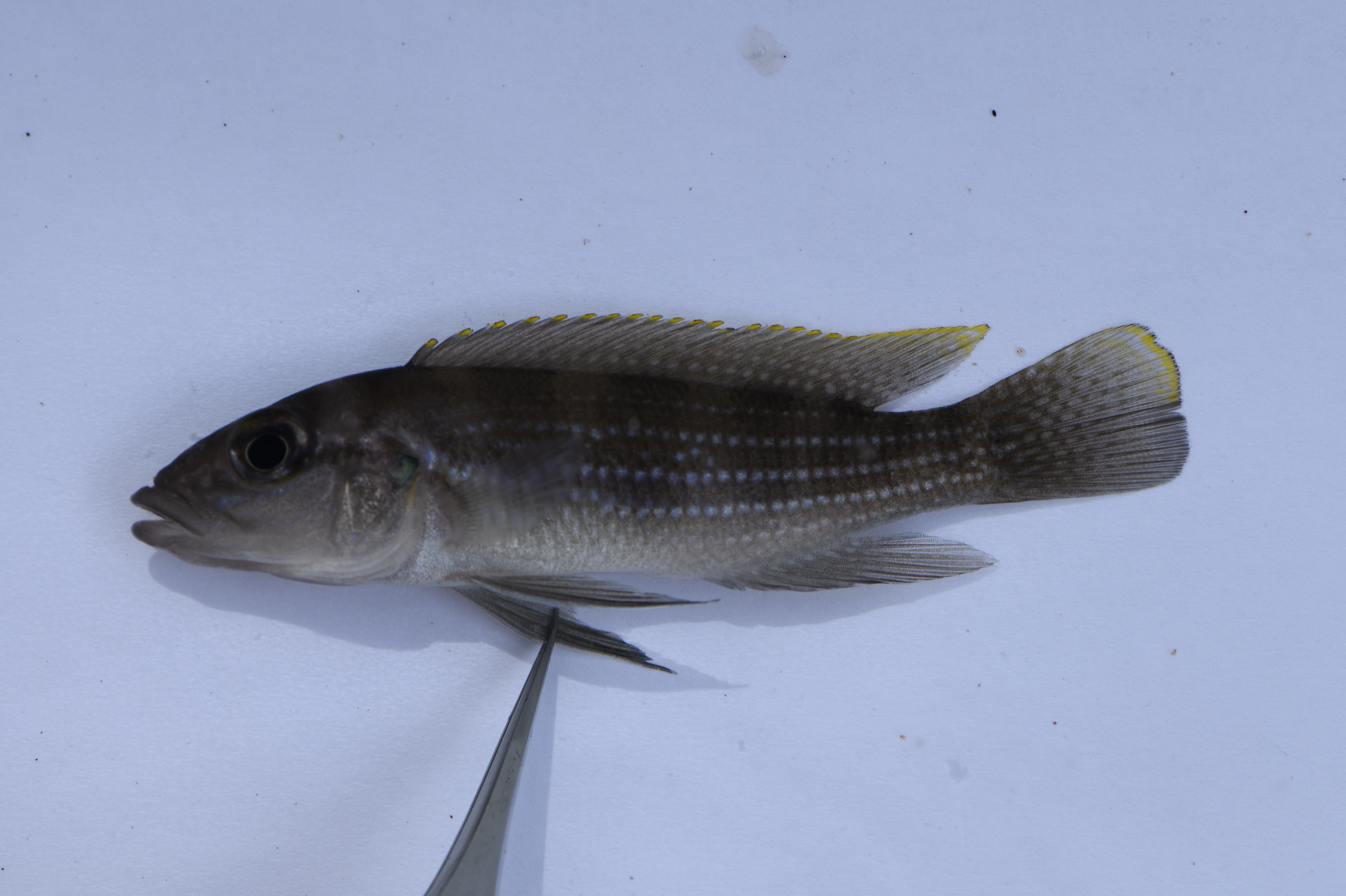Neolamprologus tetracanthus
