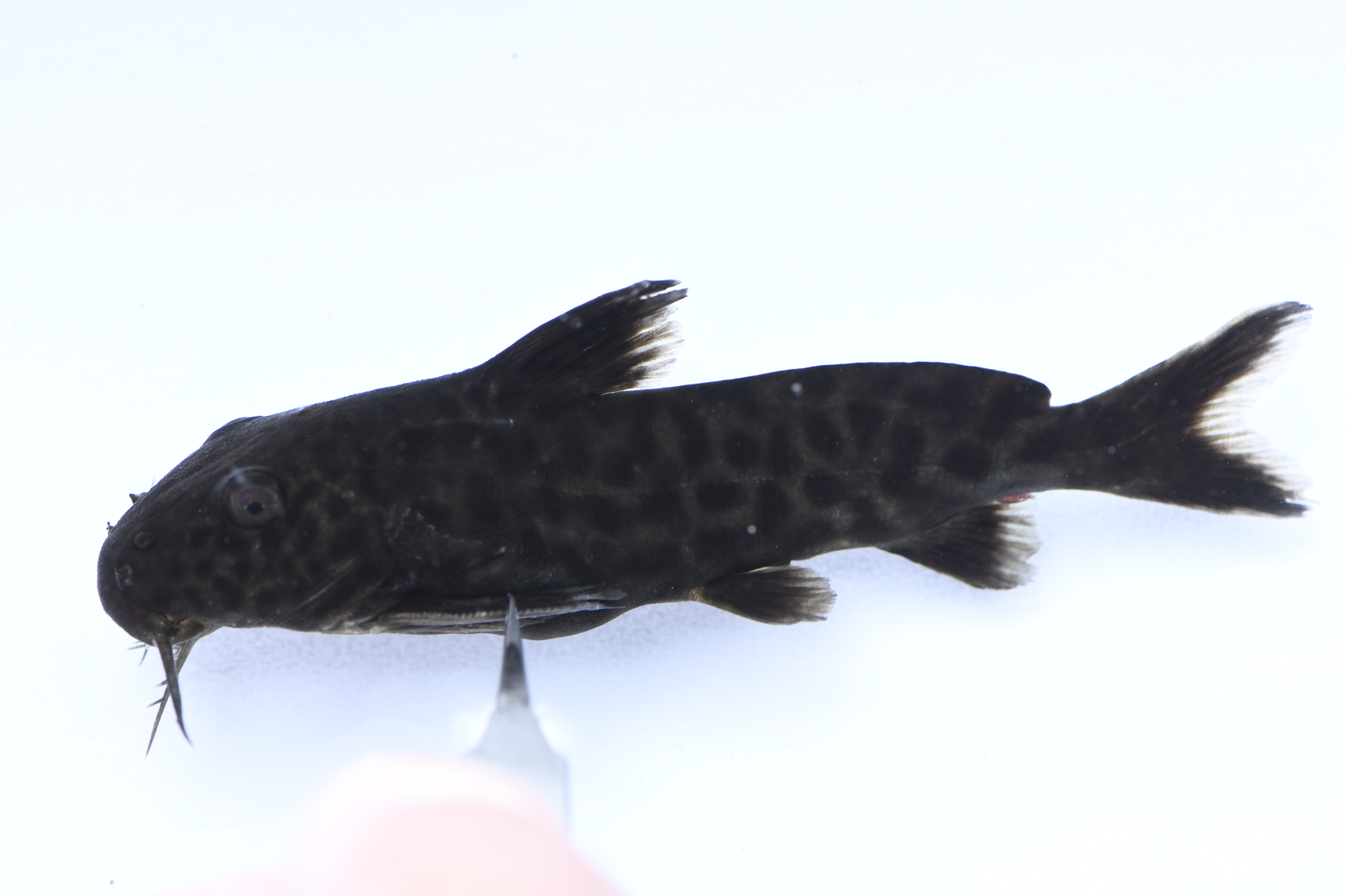 Poll's squeaker (Synodontis polli) — Mochokidae — 2