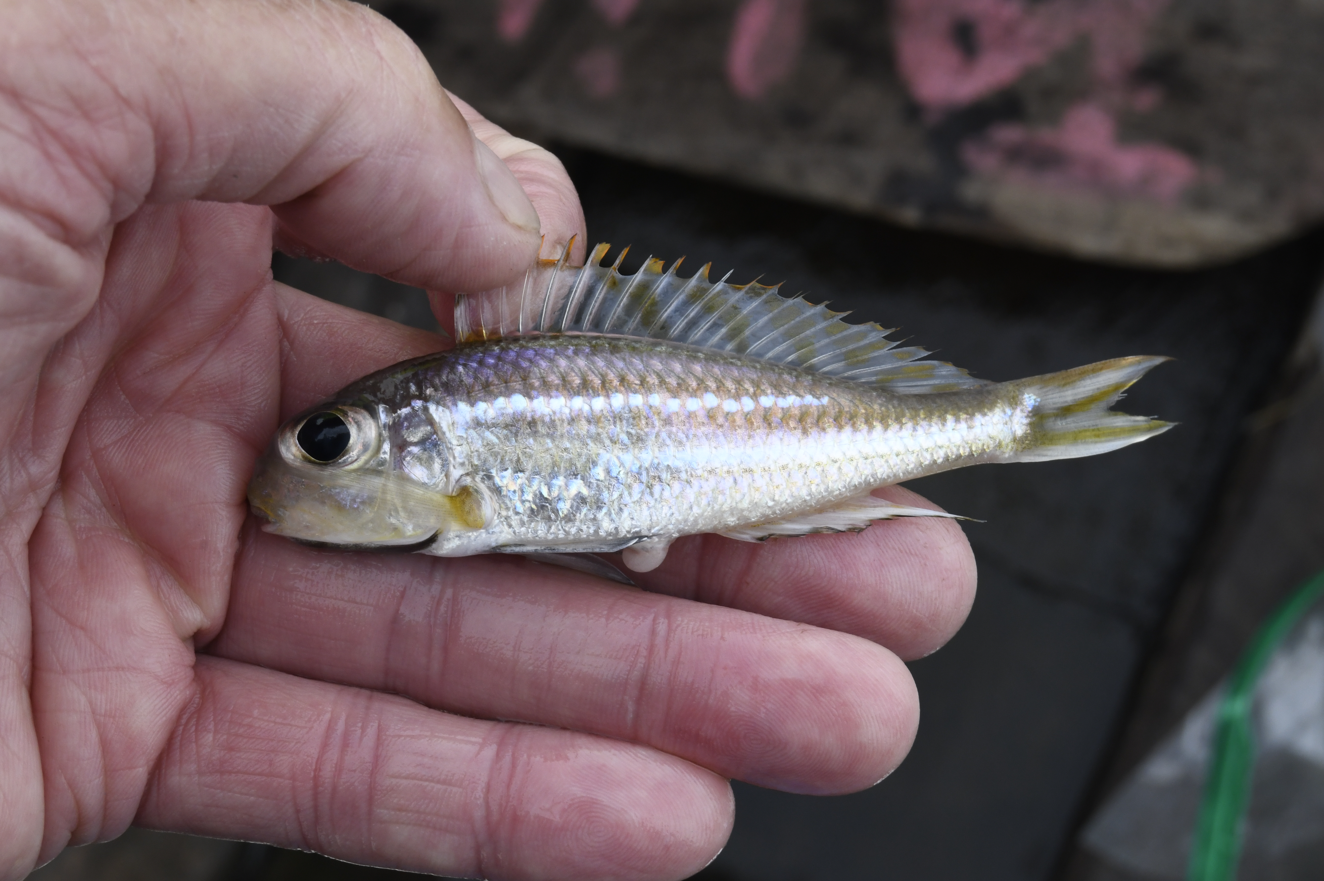 Xenotilapia bathyphila