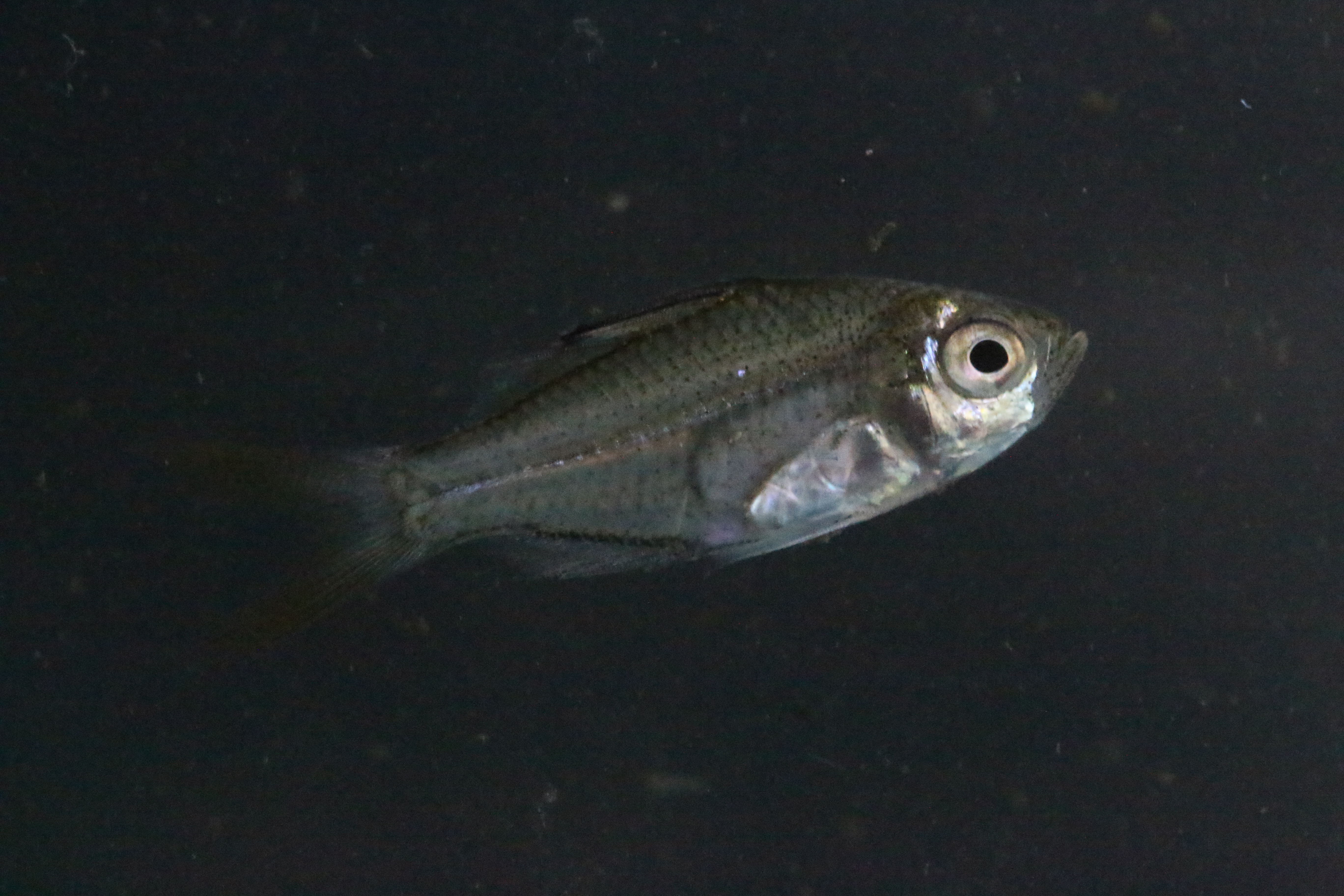 Slender glassy (Ambassis natalensis) — Ambassidae — 4
