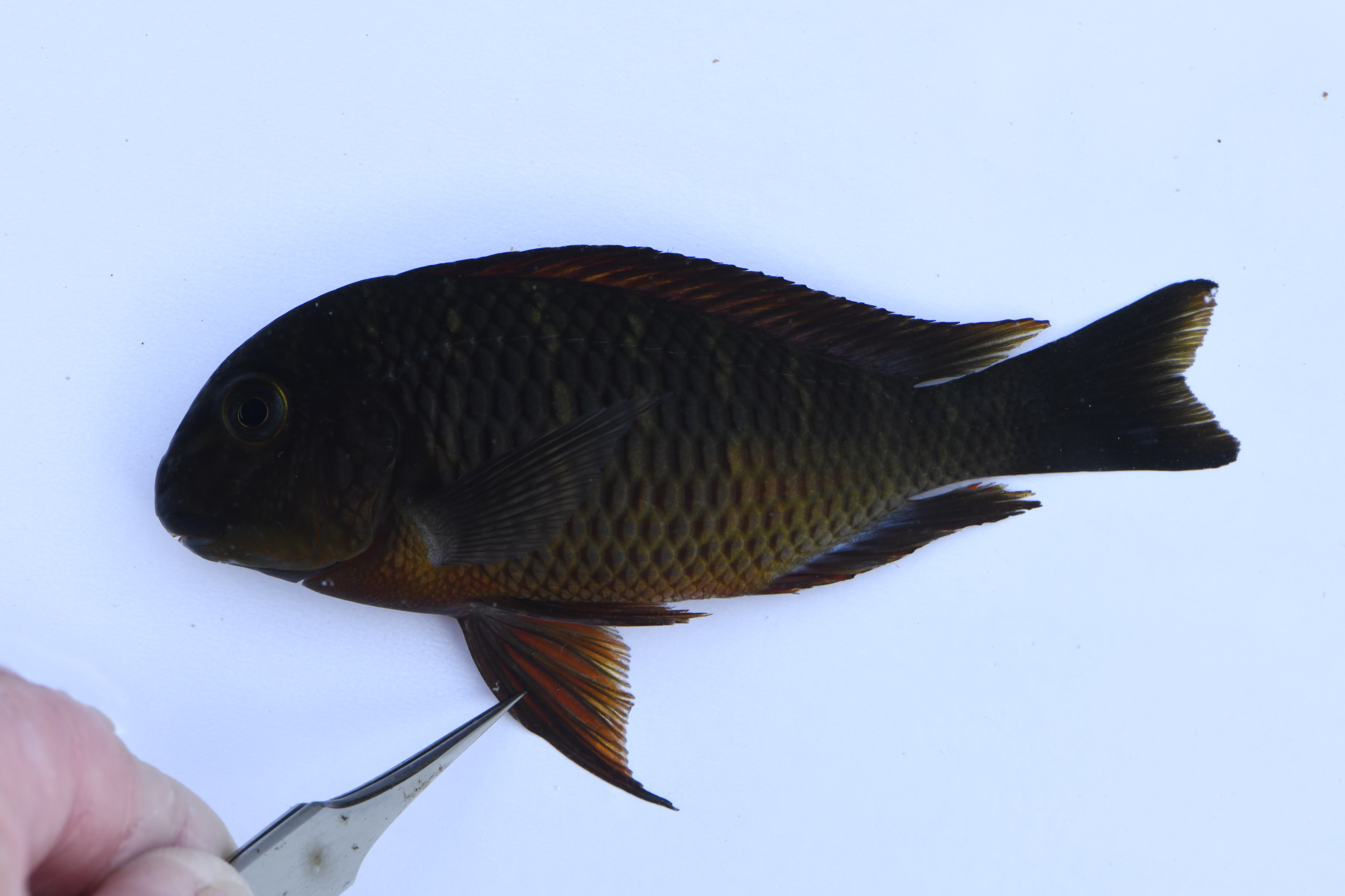 Tropheus moorii