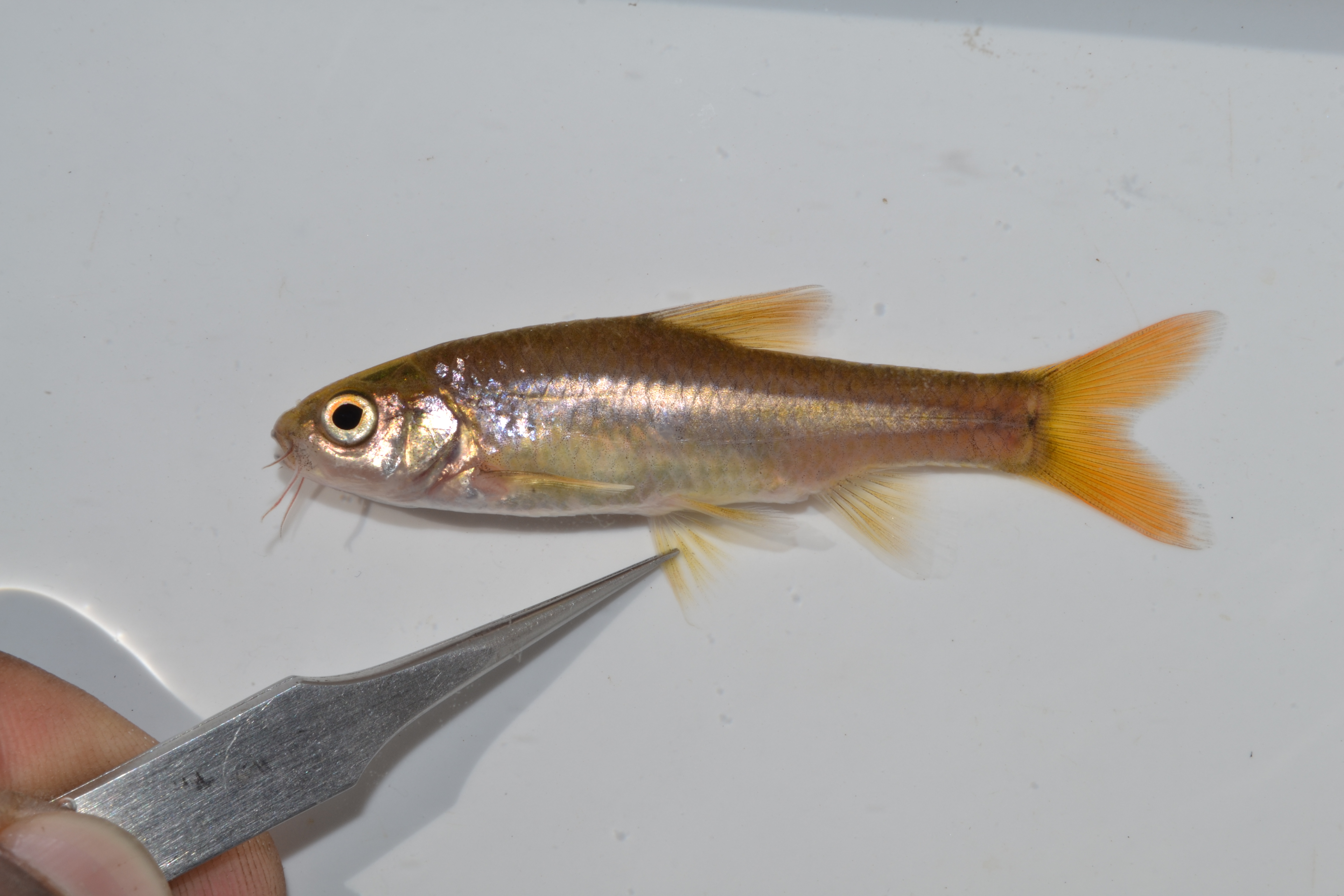 Roodoog-barbeel (Enteromius gurneyi) — Cyprinidae — 4