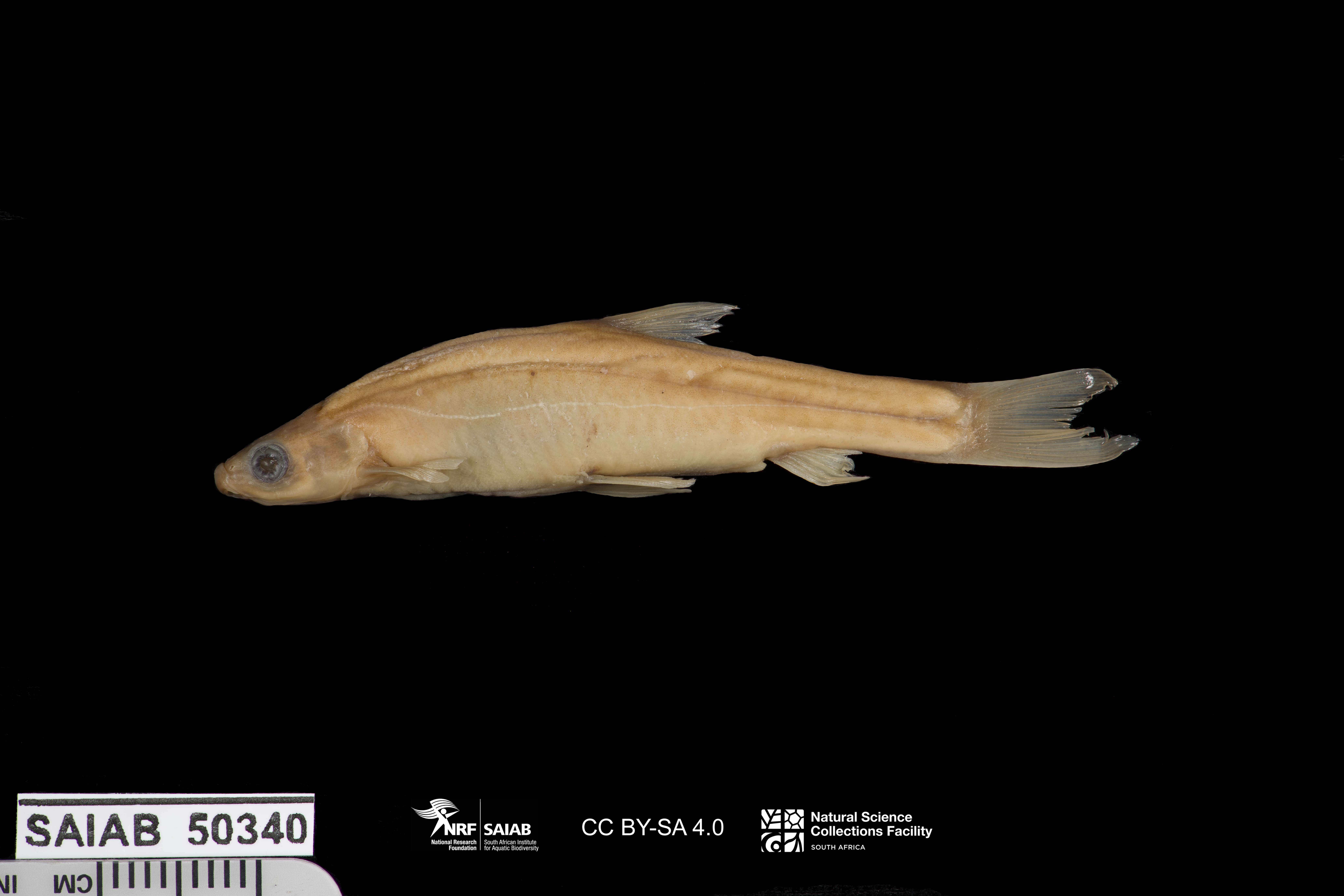 Kneria (Kneria rukwaensis) — Kneriidae