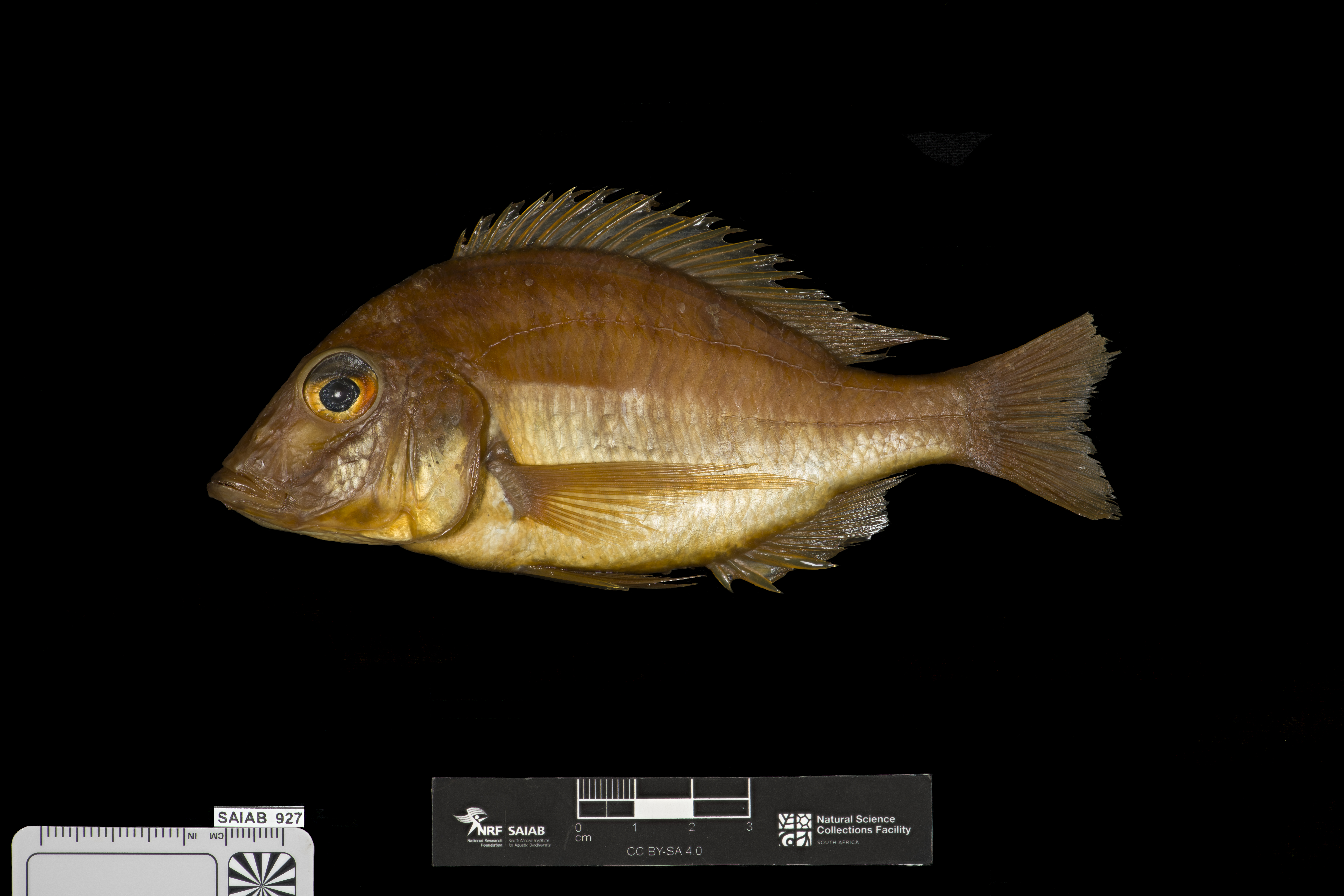 Longfin sandsifter (Lethrinops longipinnis) — Cichlidae