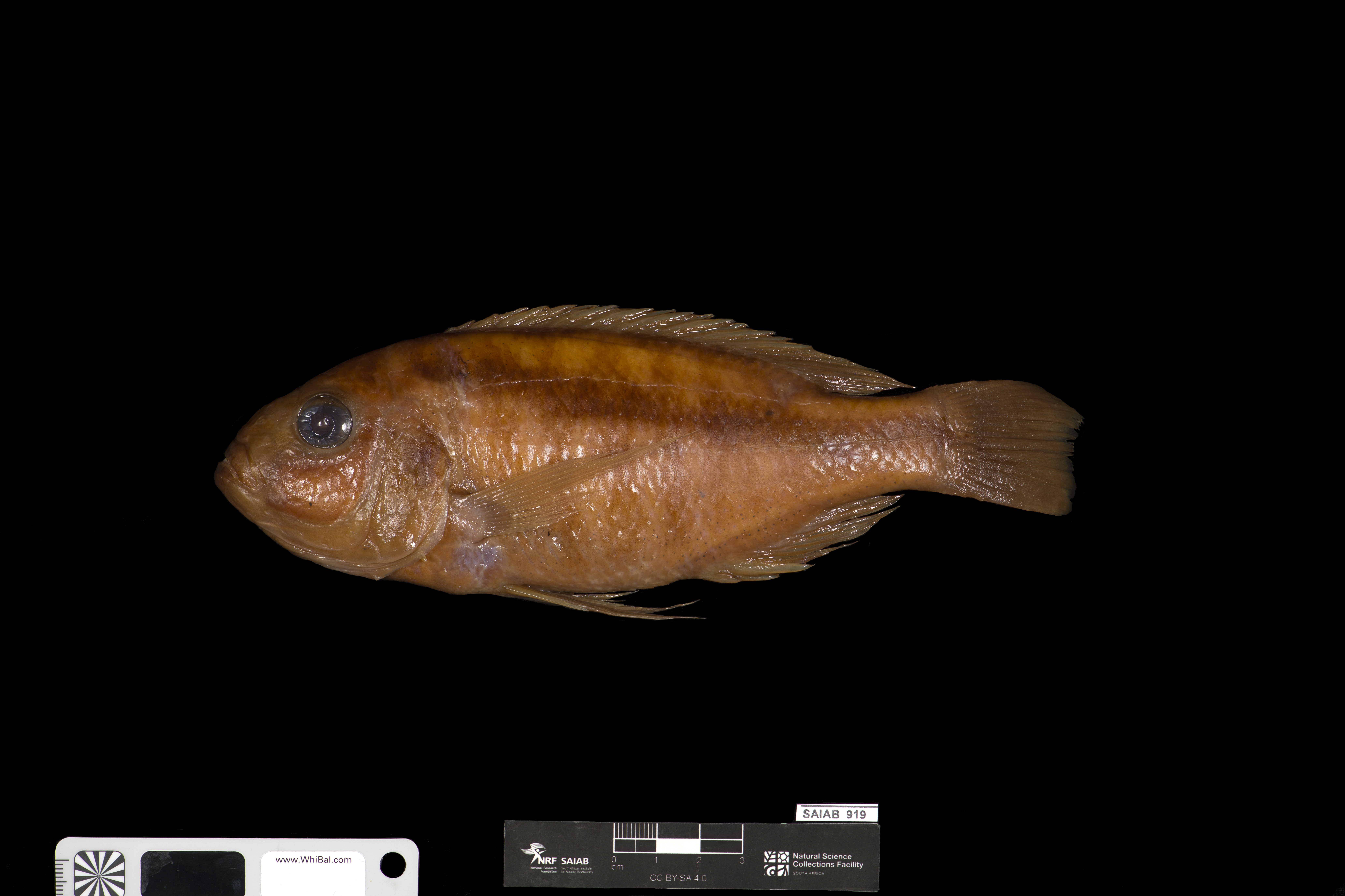 Evelyn's cichlid (Docimodus evelynae) — Cichlidae
