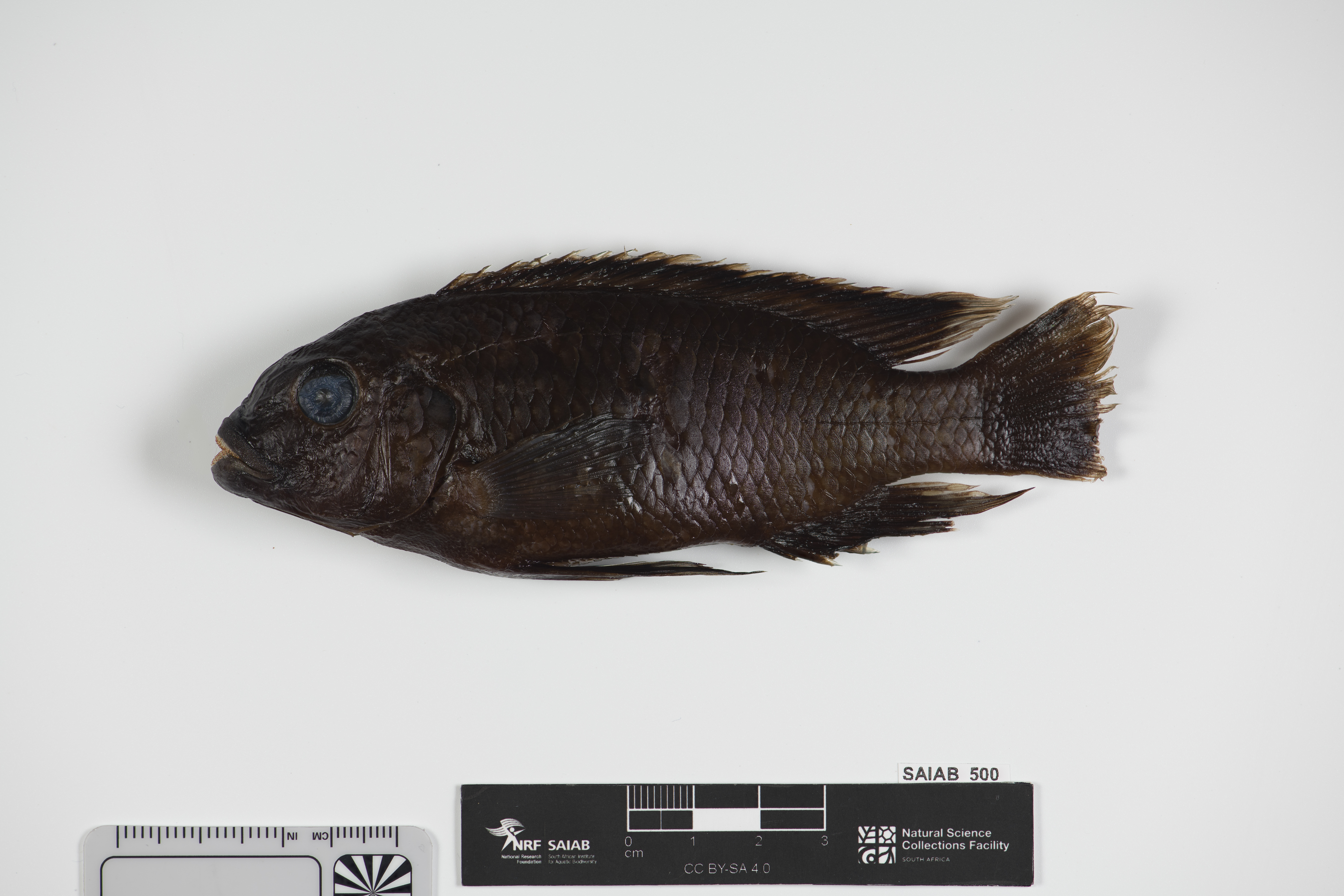 Petrotilapia nigra