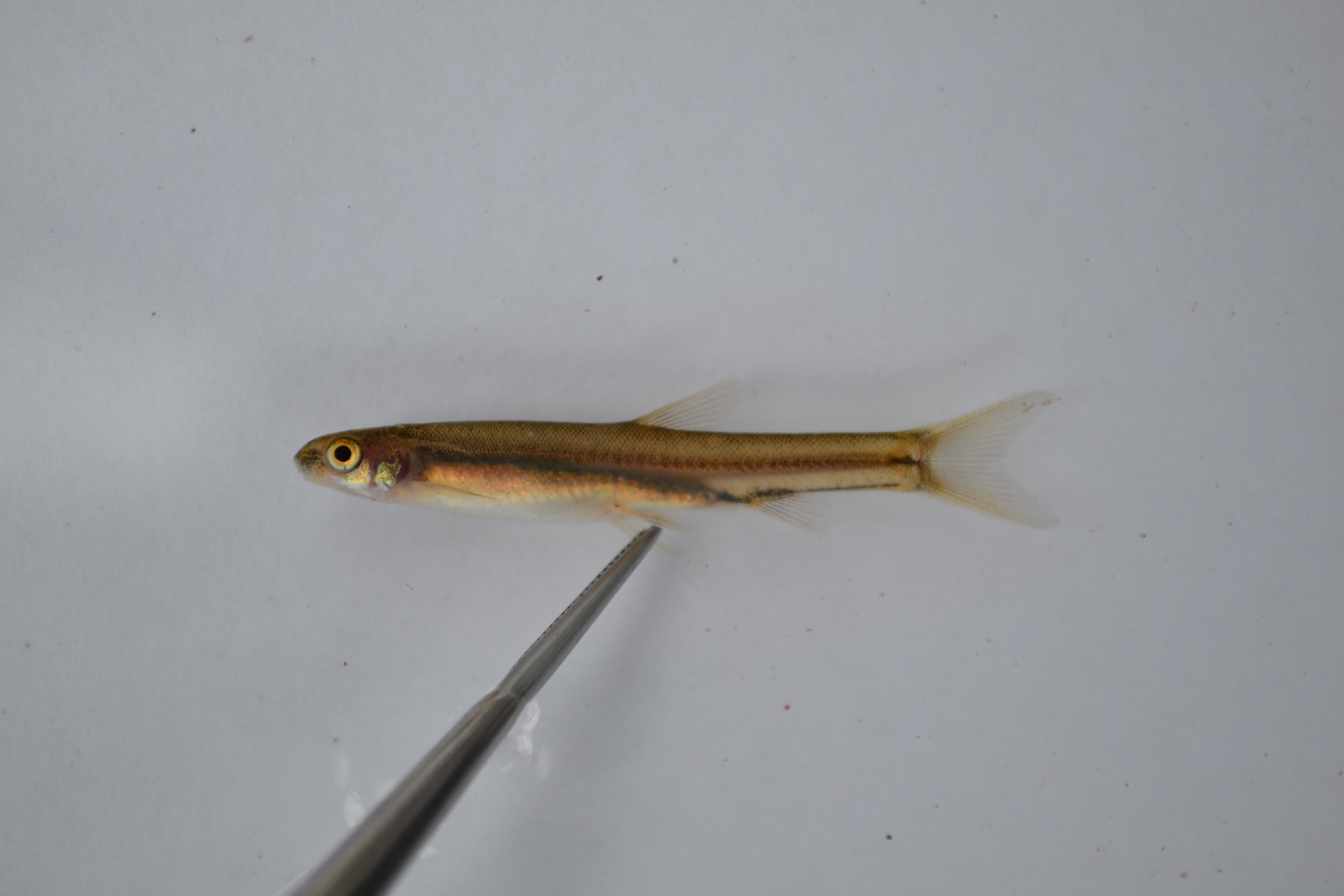Airbreathing shellear (Kneria auriculata) — Kneriidae