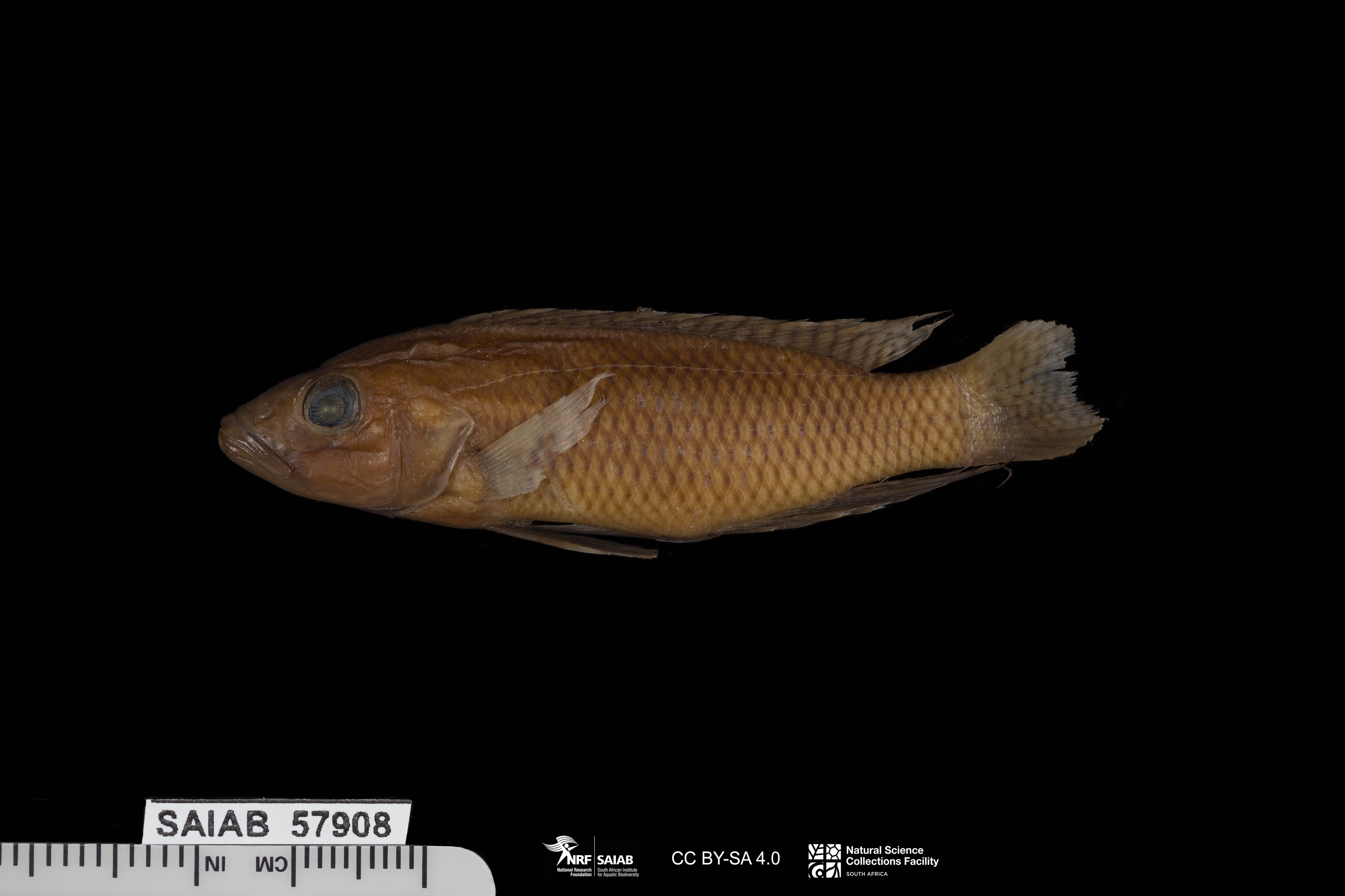 Neolamprologus chitamwebwai