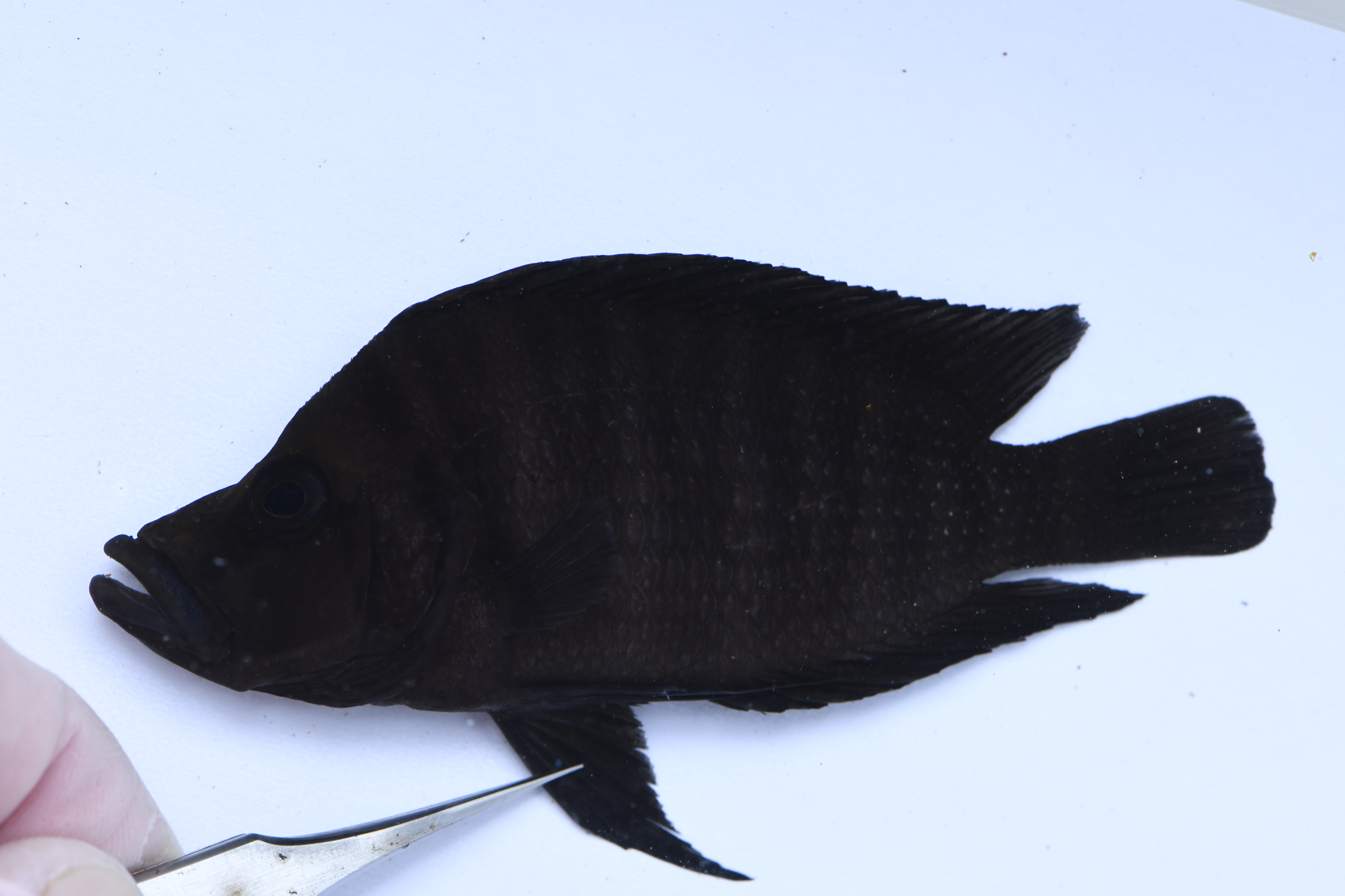 Petrochromis polyodon