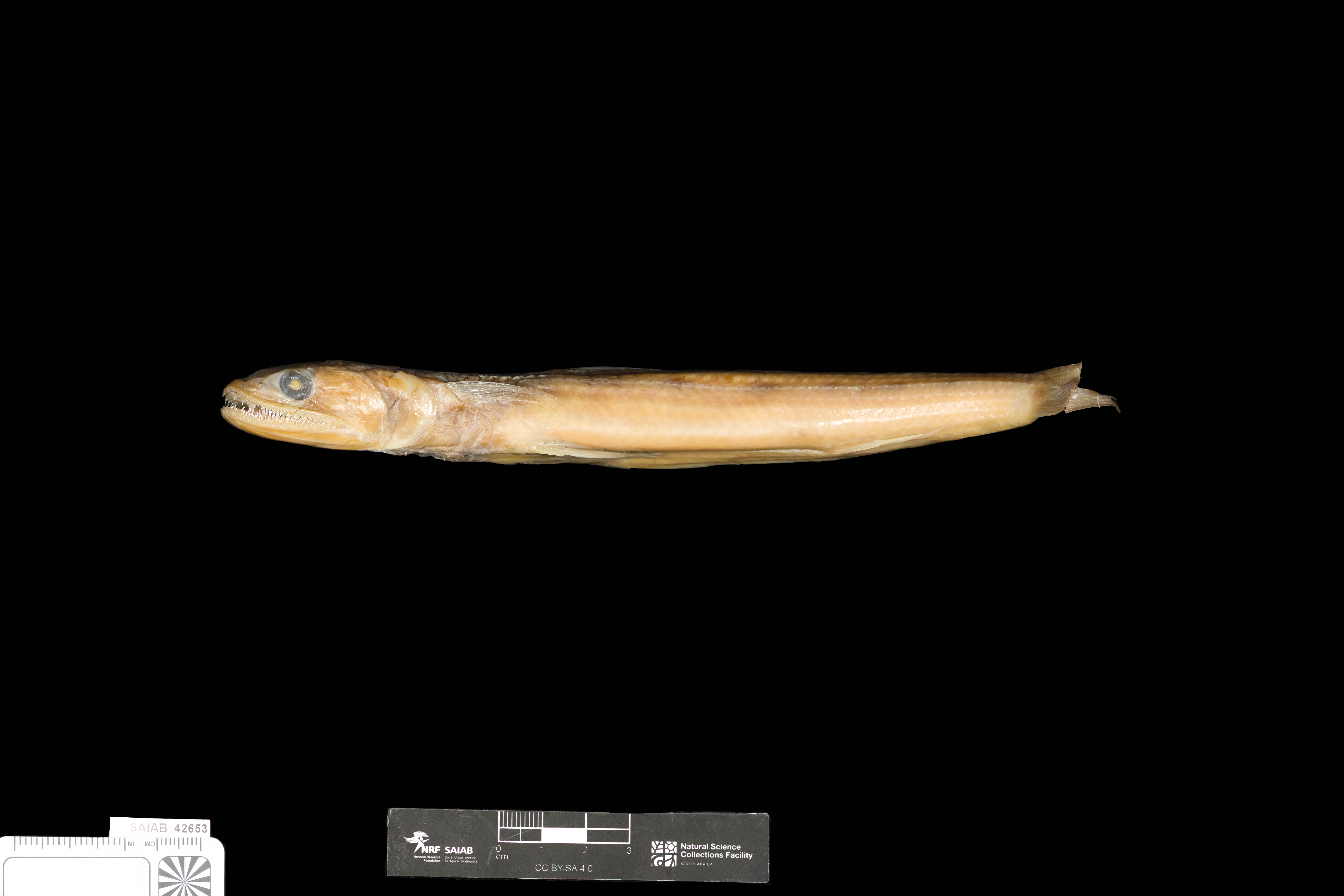 Saurida lessepsianus balığı