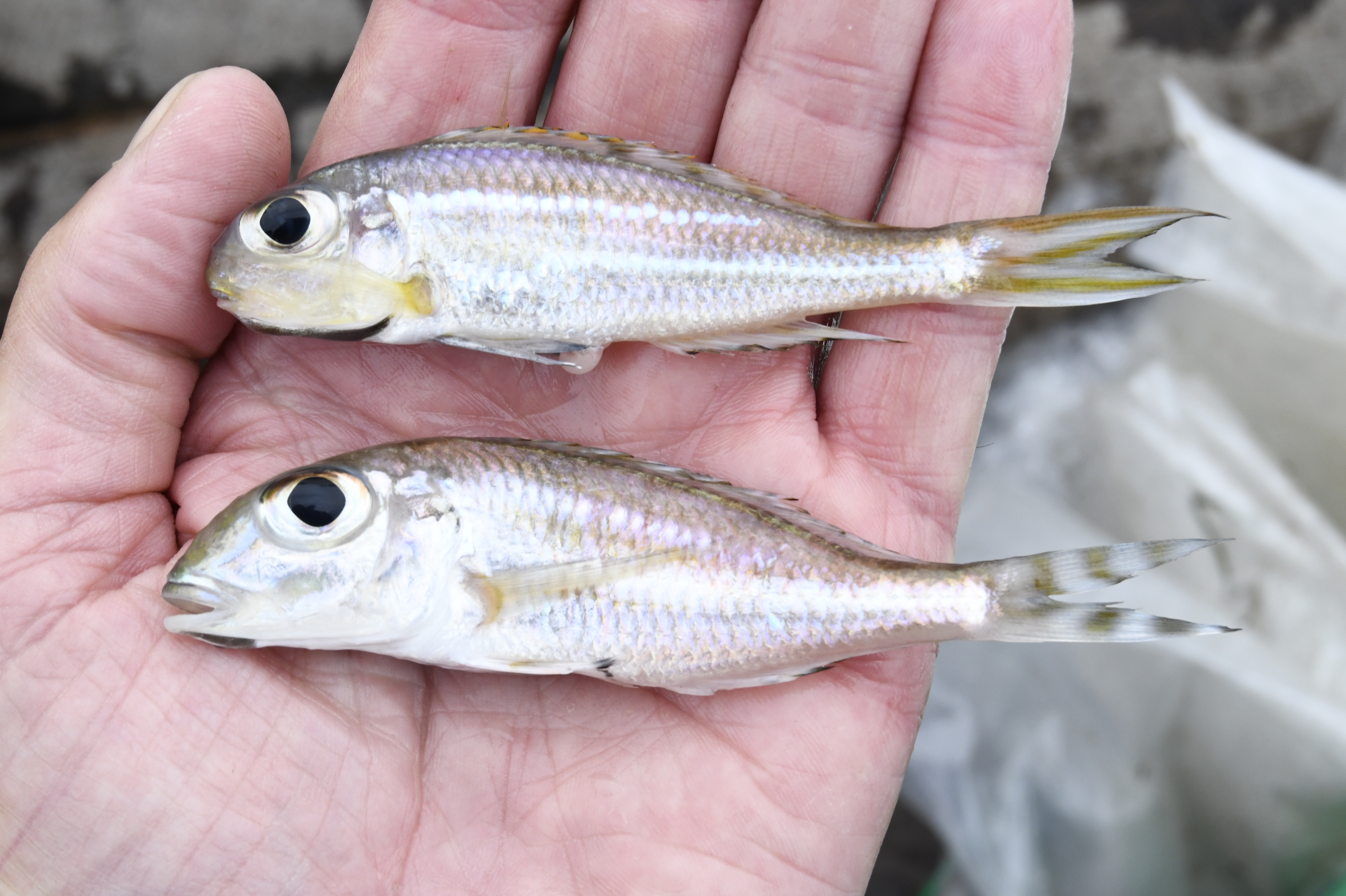 Deepwater sand cichlid (Xenotilapia bathyphila) — Cichlidae — 2