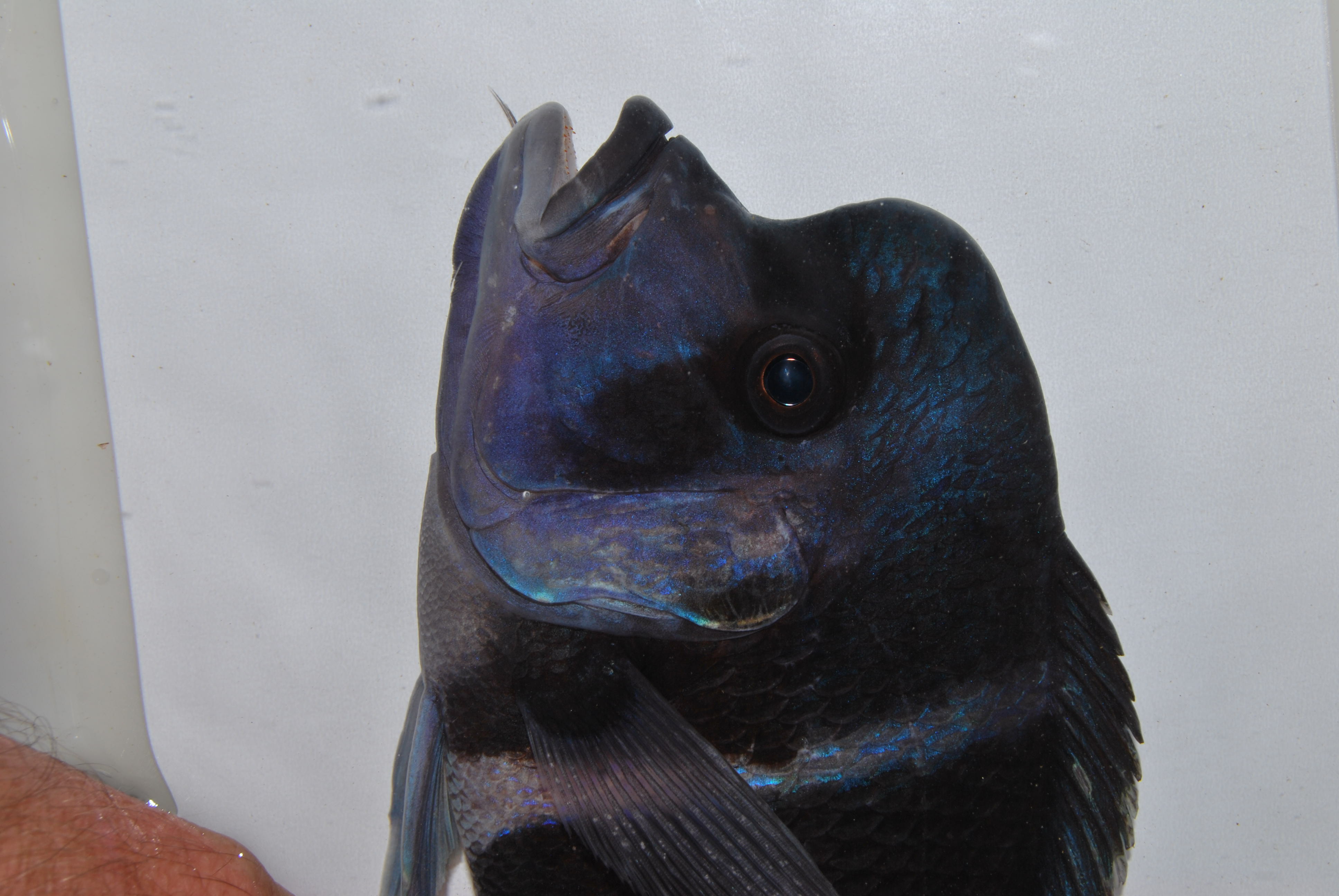 Cyphotilapia frontosa
