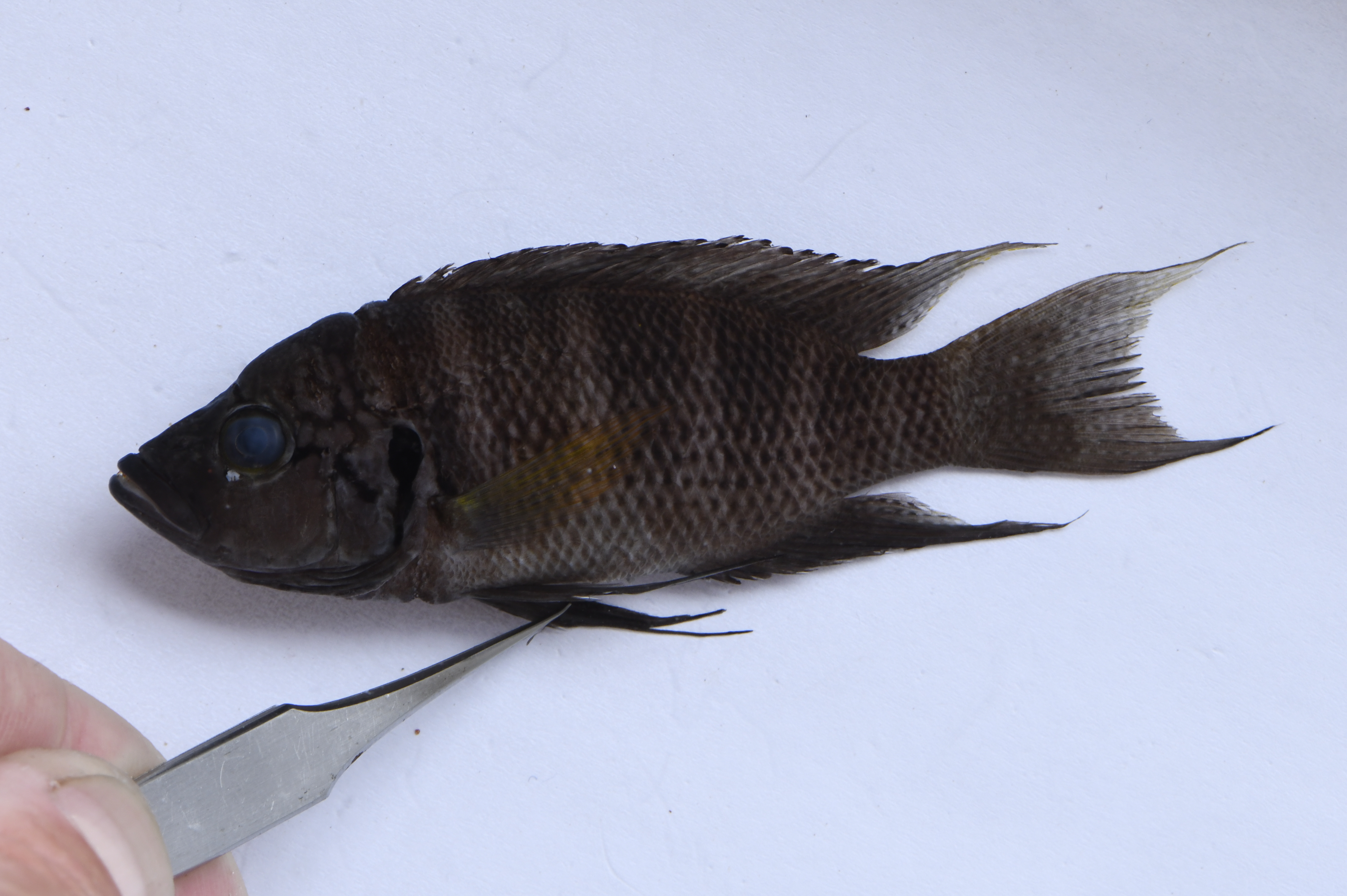 Neolamprologus savoryi