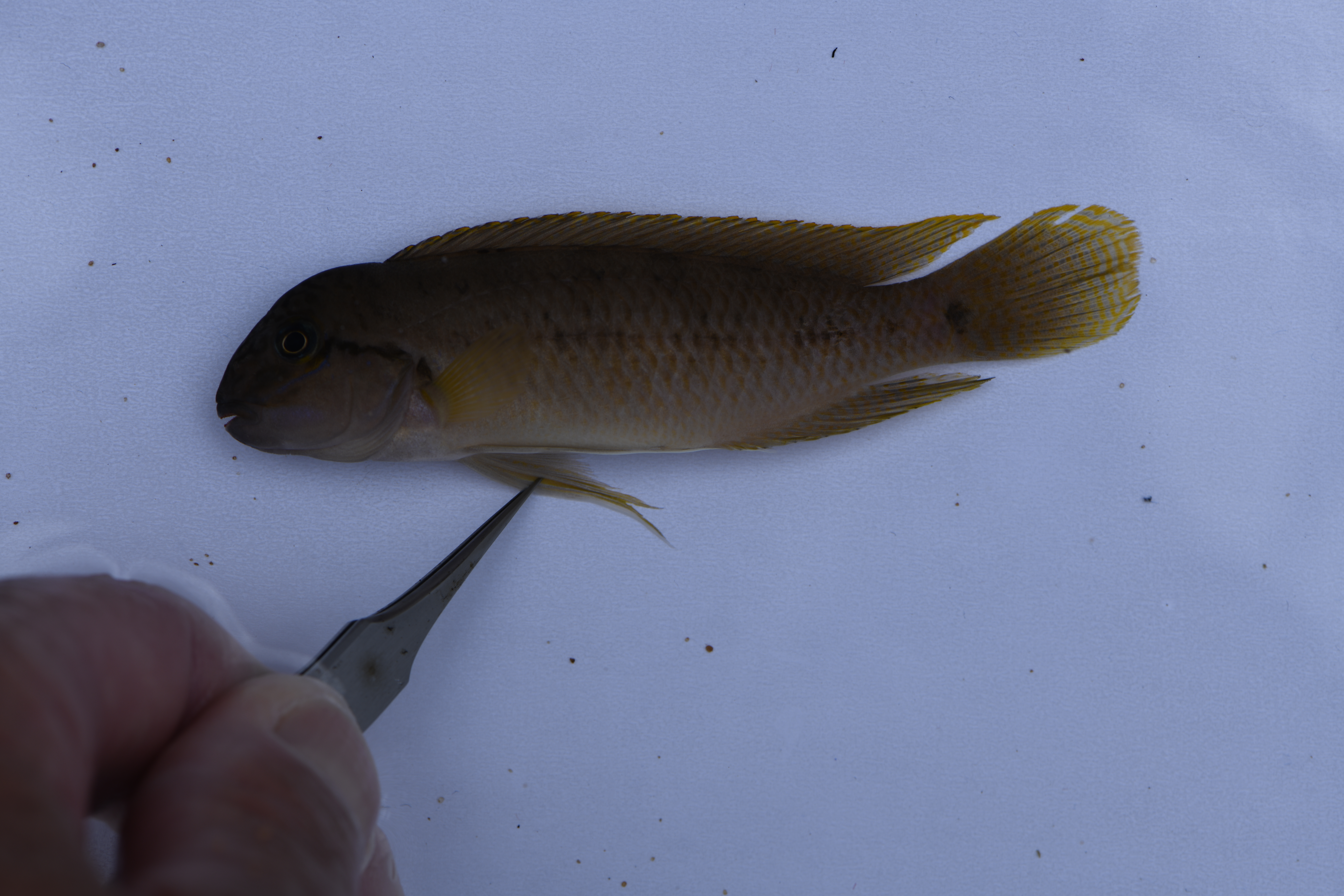 Telmatochromis temporalis