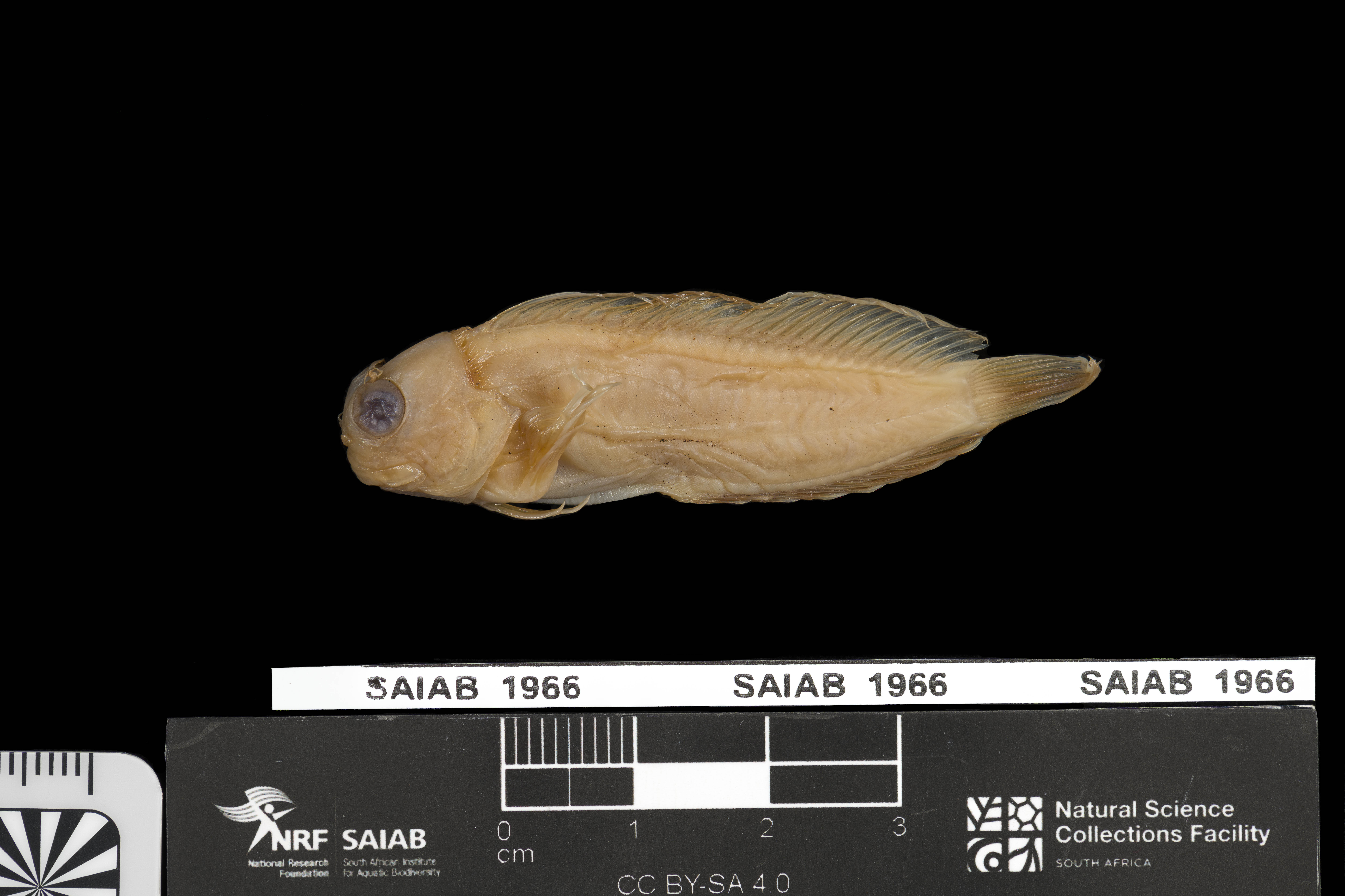 Randall's fringe blenny (Cirripectes randalli) — Blenniidae — 2