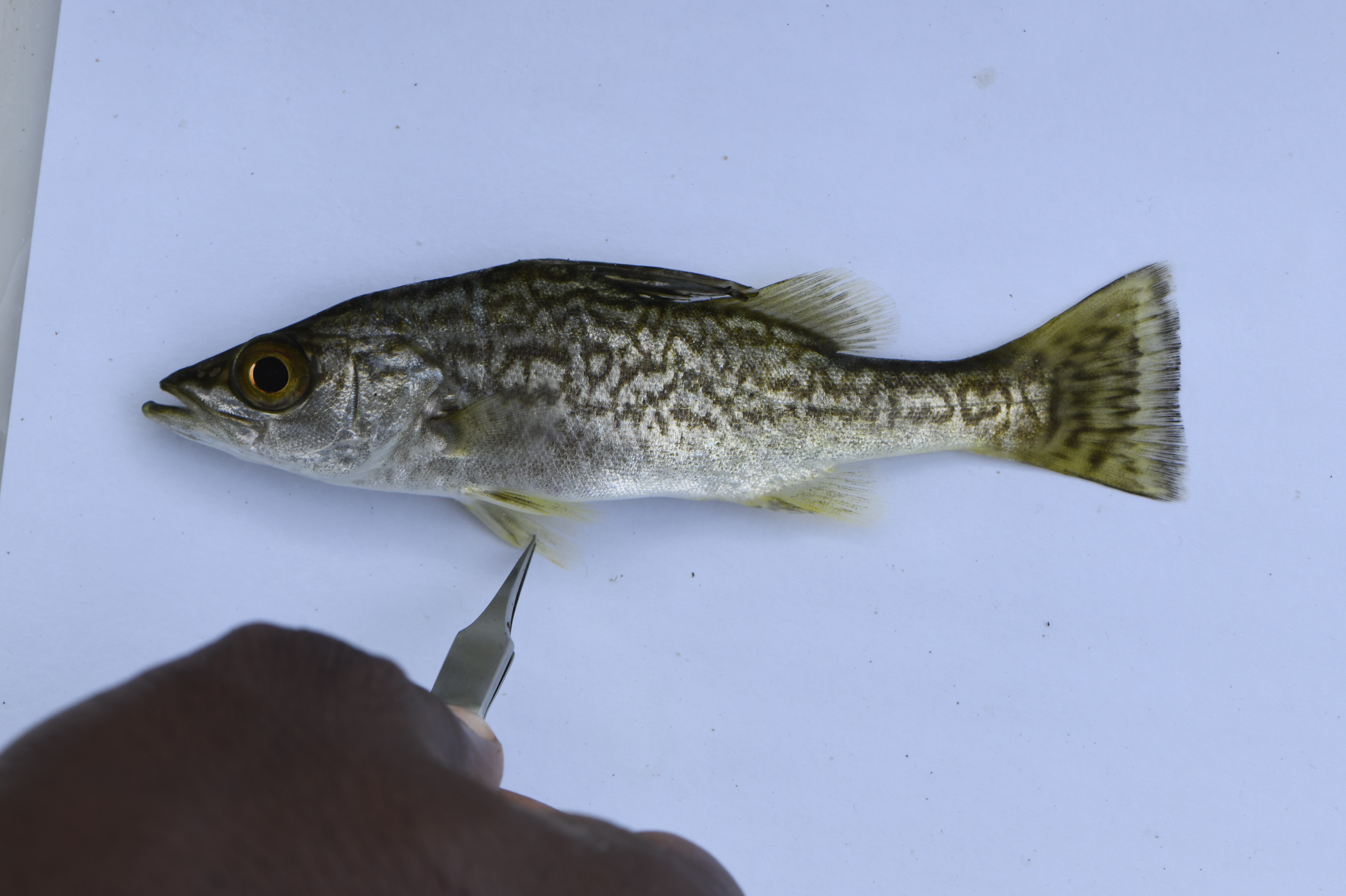 Tanganyika lates (Lates angustifrons) — Latidae — 2