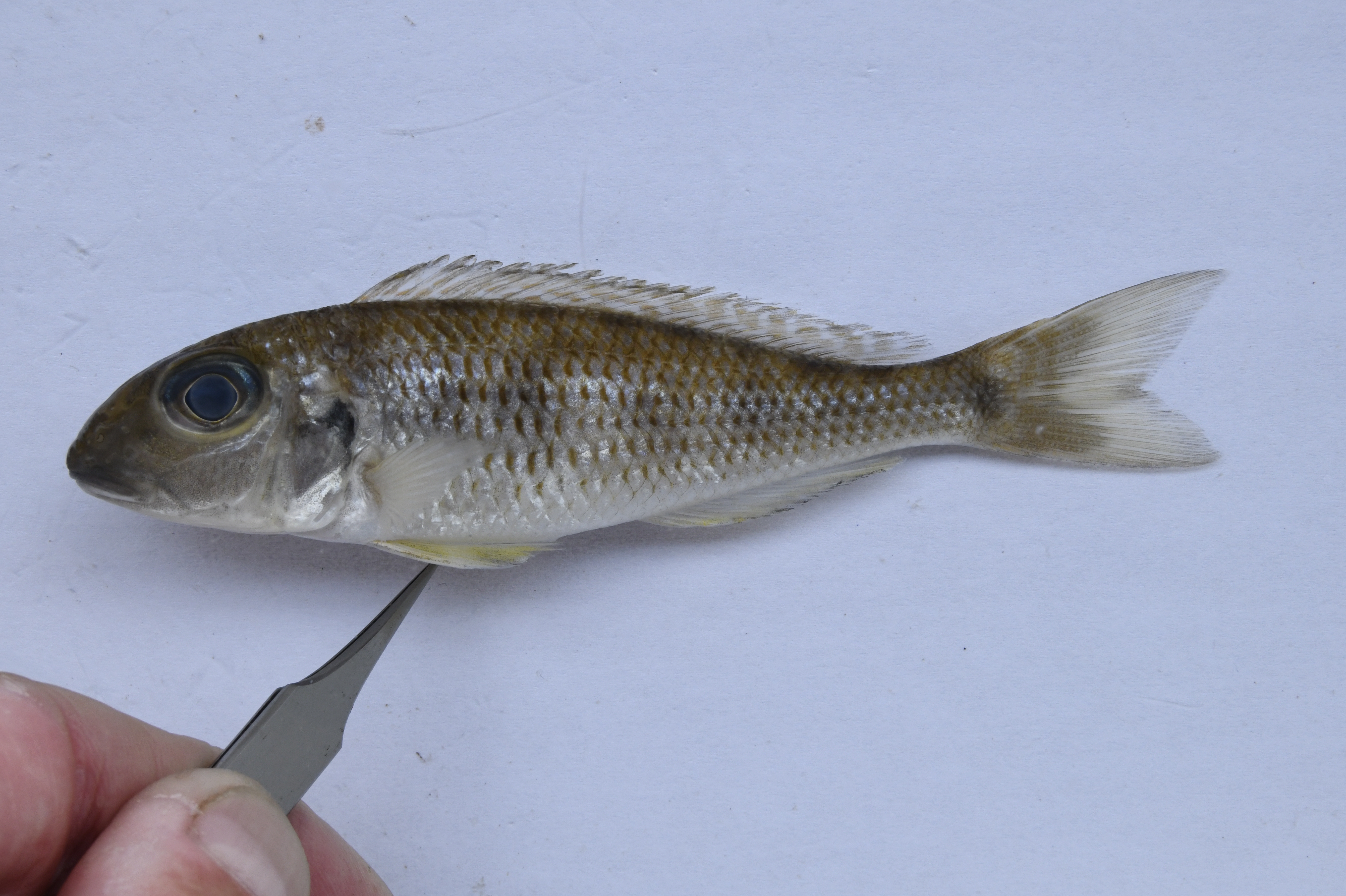 Sima sanddweller (Xenotilapia sima) — Cichlidae — 2