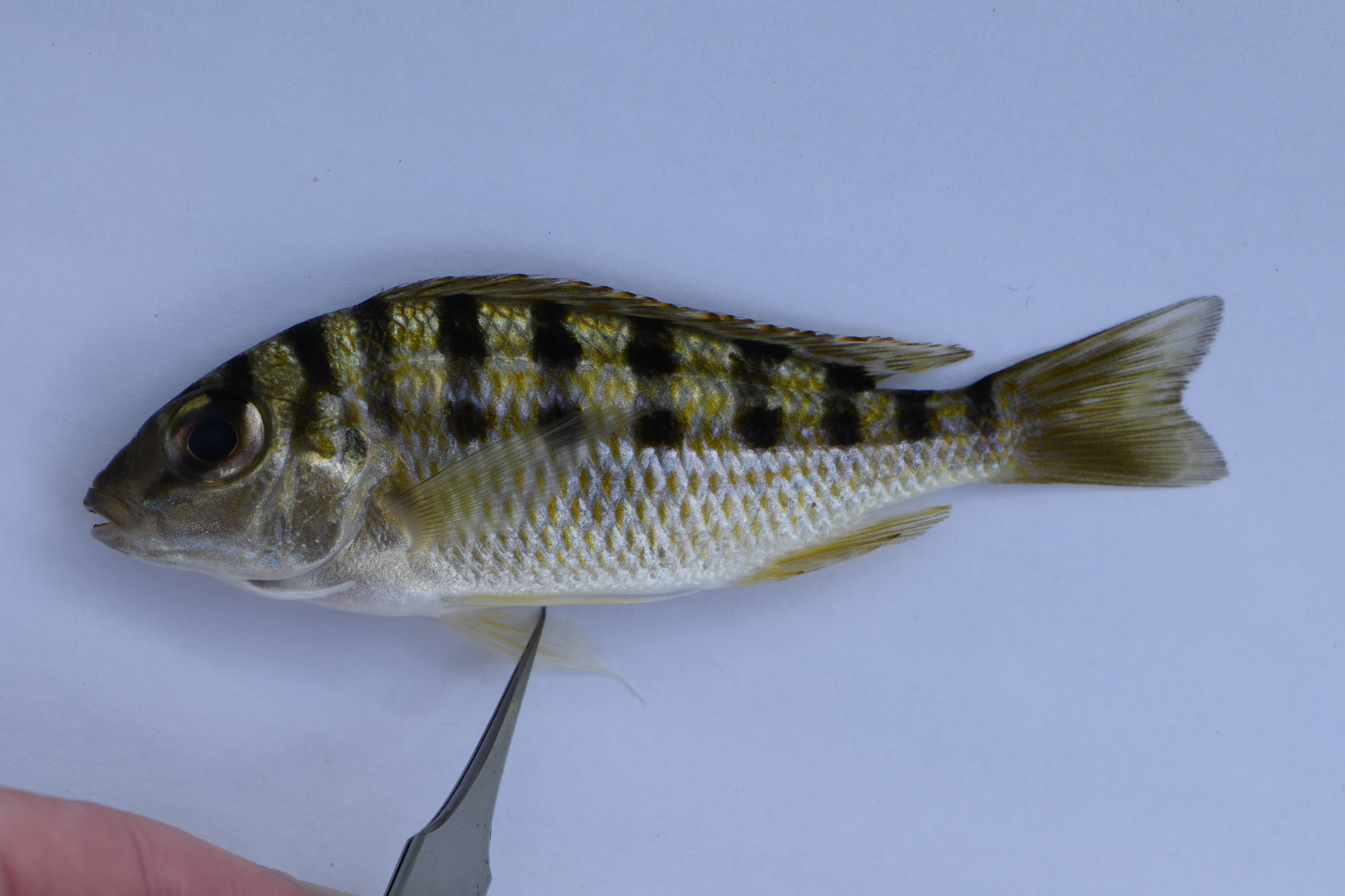 Limnotilapia dardennii