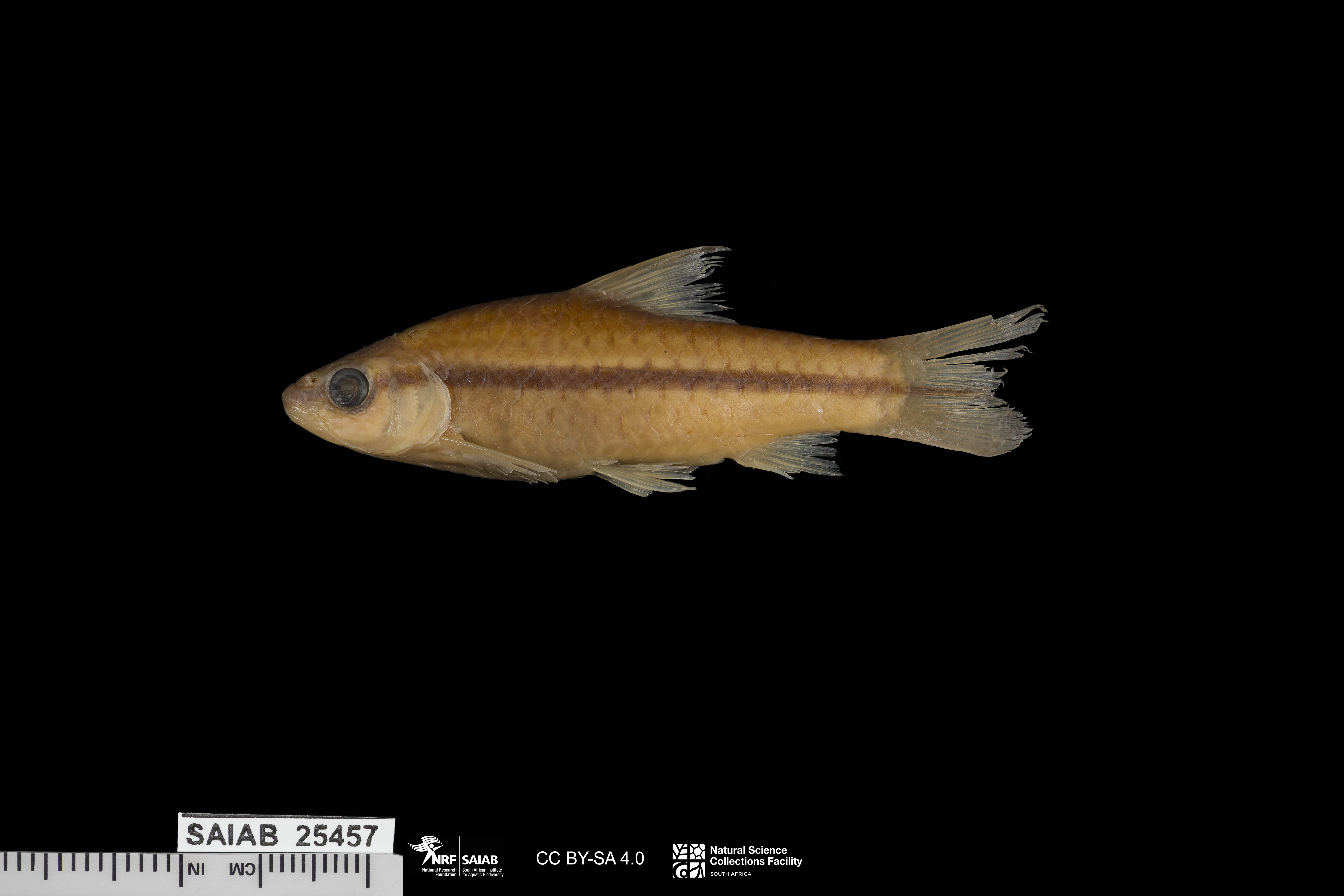 Midspot barb (Enteromius stigmatopygus) — Cyprinidae — 4