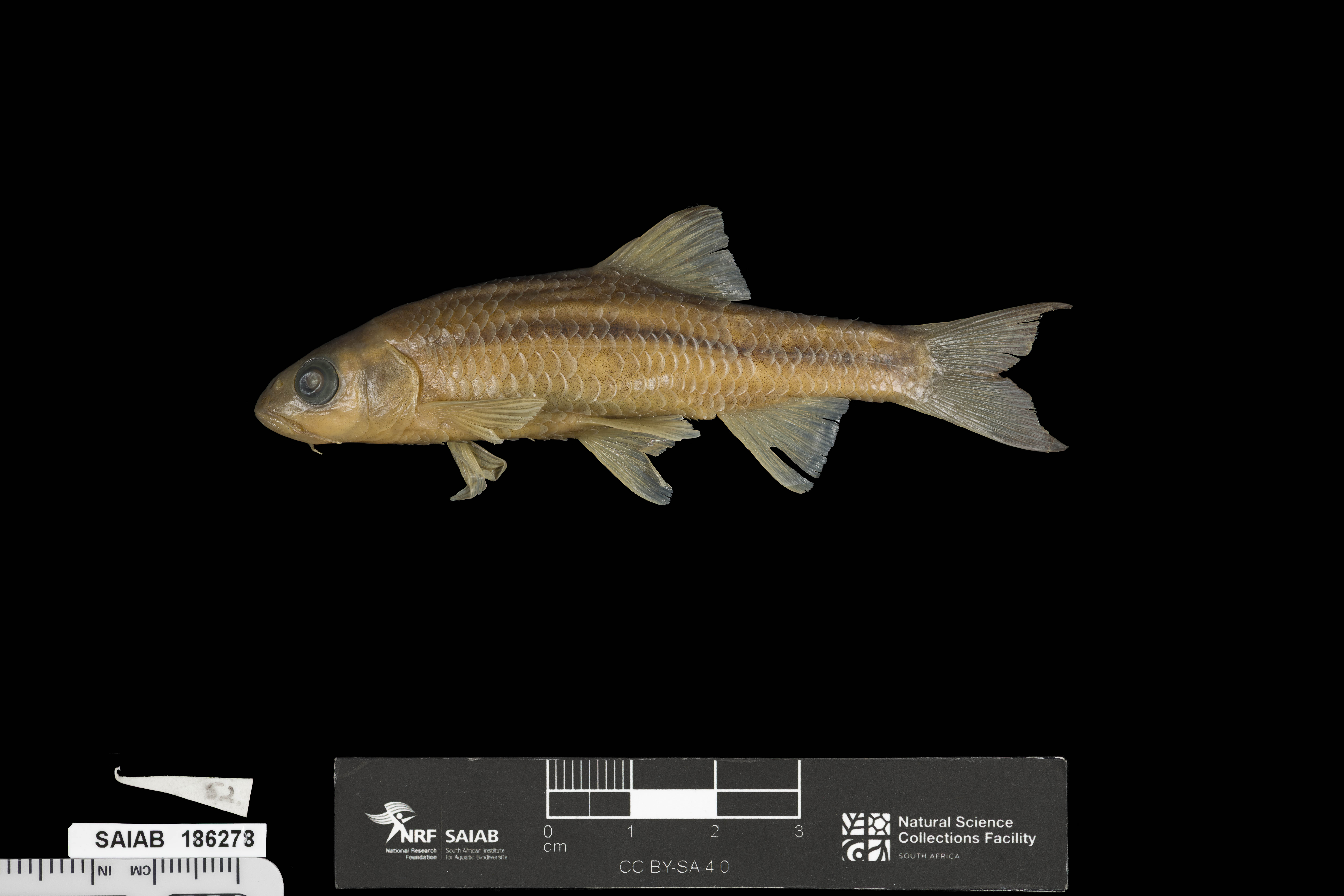 Twee River redfin (Pseudobarbus erubescens) — Cyprinidae — 2